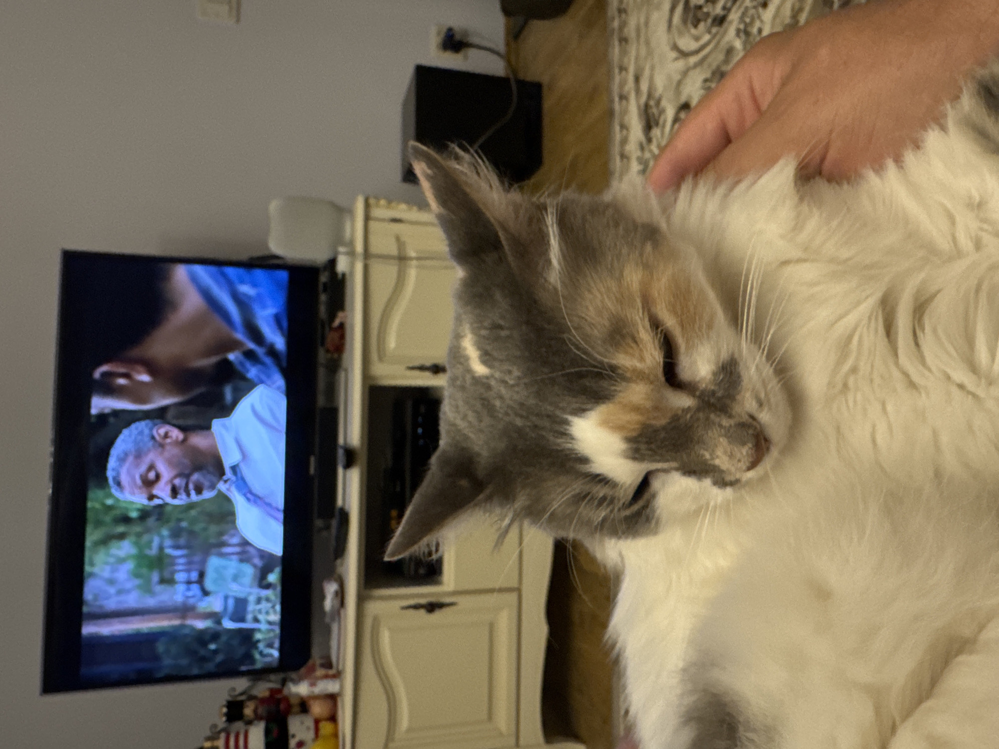 A calico cat with white, gray, and orange markings is lying on a rug in the foreground, looking down with its eyes partially closed. A human hand is gently touching the cat's fur on the right side of the image. In the background, a flat-screen television displays a scene with two men, one of whom is Denzel Washington. Behind the television is a light-colored cabinet with a black soundbar on top. To the right of the television, a black speaker sits on the floor. The scene appears to be indoors, likely in a living room, in Yeysk, Russia.