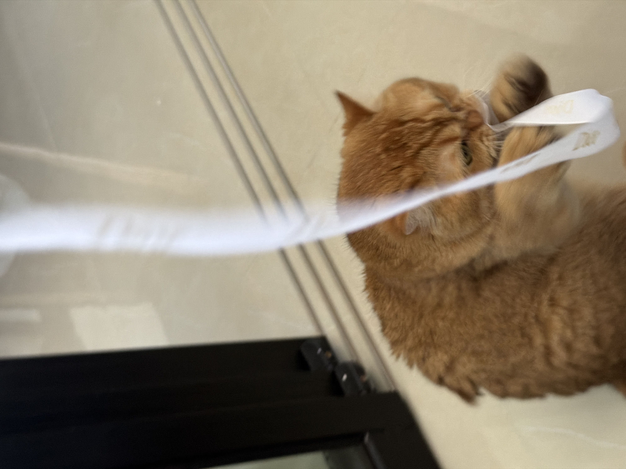 An out-of-focus, close-up shot depicts an orange tabby cat with a white ribbon partially obscuring its face. The ribbon appears to have the word "DIOR" printed on it. The cat is located indoors, with a blurred cream-colored wall and a black frame visible in the background. The location in Đà Nẵng, Vietnam is not discernible from the image.
