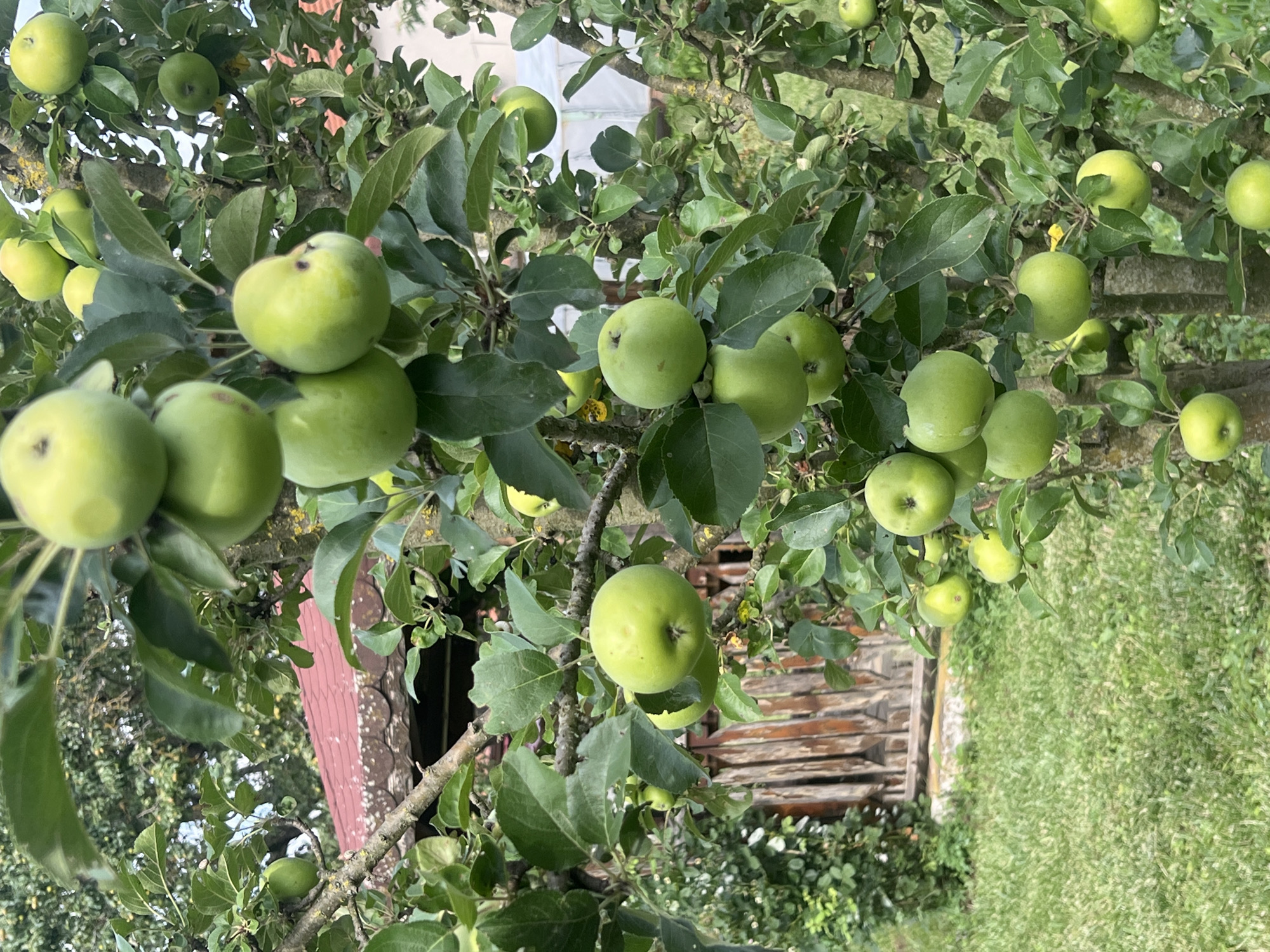 A close-up, eye-level shot focuses on a branch of an apple tree laden with green apples. The apples are varied in size and ripeness, some appearing plump and ready for harvest, while others are smaller and less developed. Lush green leaves surround the fruit, creating a vibrant canopy against a slightly blurred background. Hints of a wooden fence and greenery are visible, suggesting an outdoor, possibly rural or garden setting. The lighting appears natural, indicating daytime with possibly overcast skies, as there are no harsh shadows. The scene is serene and peaceful, evoking a sense of abundance and the bounty of nature. No people are visible in the image. The location is identified as Ohrid, Bulgaria.
