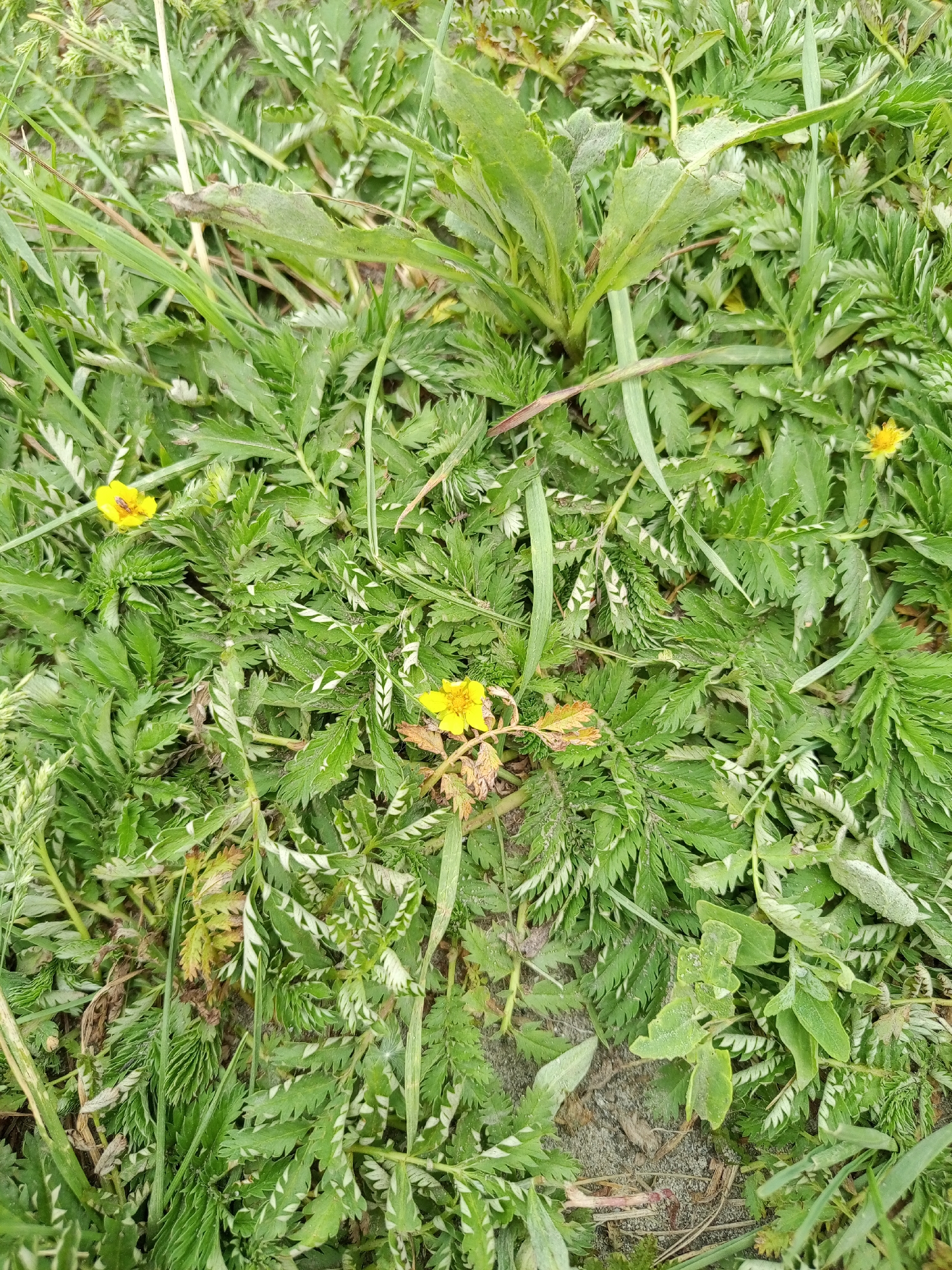 A close-up, overhead shot shows a patch of ground covered in dense green vegetation, with several small yellow flowers interspersed. The leaves are finely serrated and appear somewhat fuzzy in places. Sandy soil is visible in patches between the plants. The scene is outdoors, and the lighting suggests it is daytime. The location is Pankrushikha, Russia.