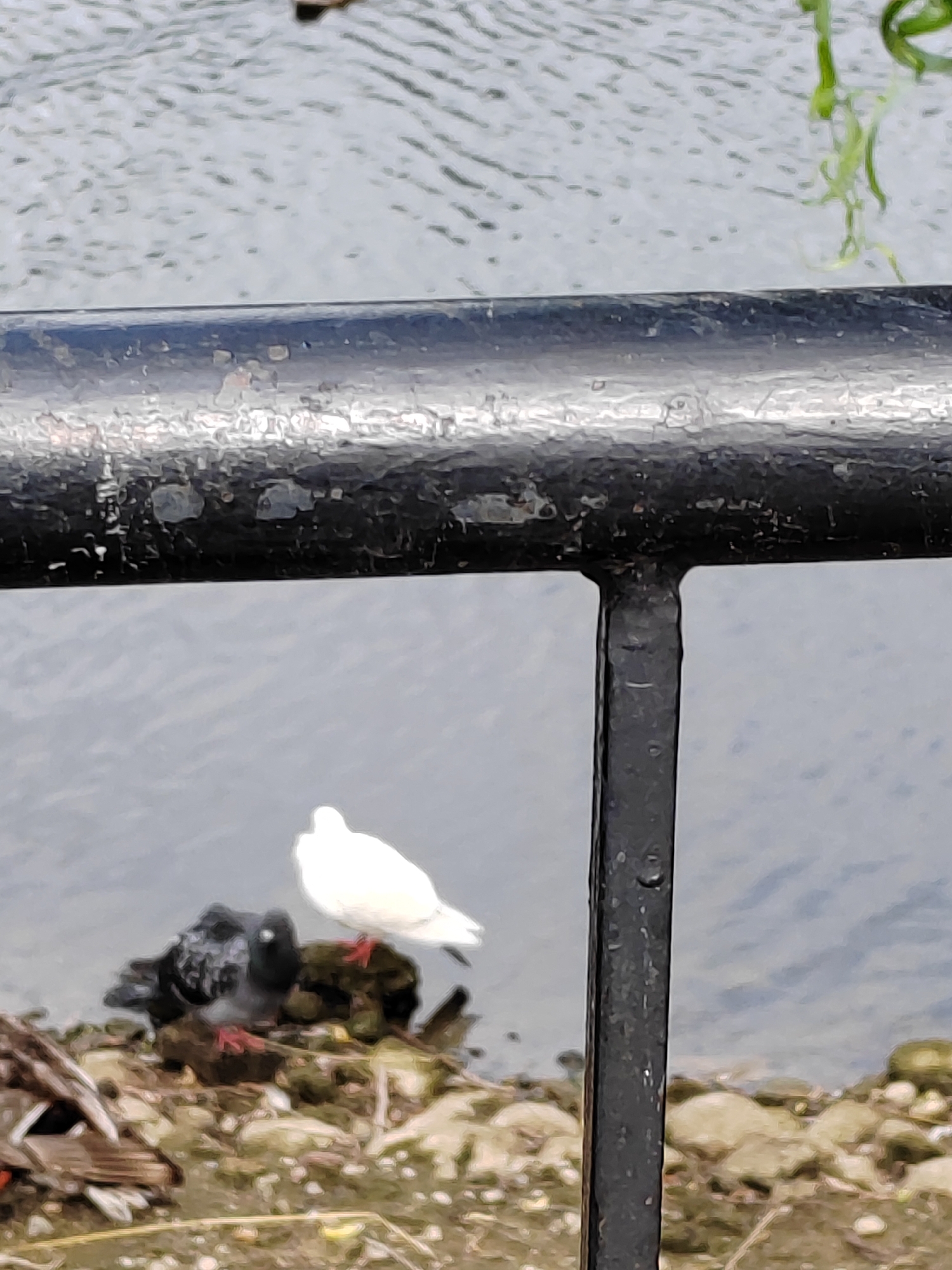A white dove stands on a rocky outcrop next to two darker pigeons, near the waterfront in Brest, Belarus. The birds are situated on a shoreline composed of rocks and debris, with the calm water of a body of water visible in the background. A black metal railing runs horizontally across the foreground, obscuring a portion of the view. The lighting suggests it is daytime.
