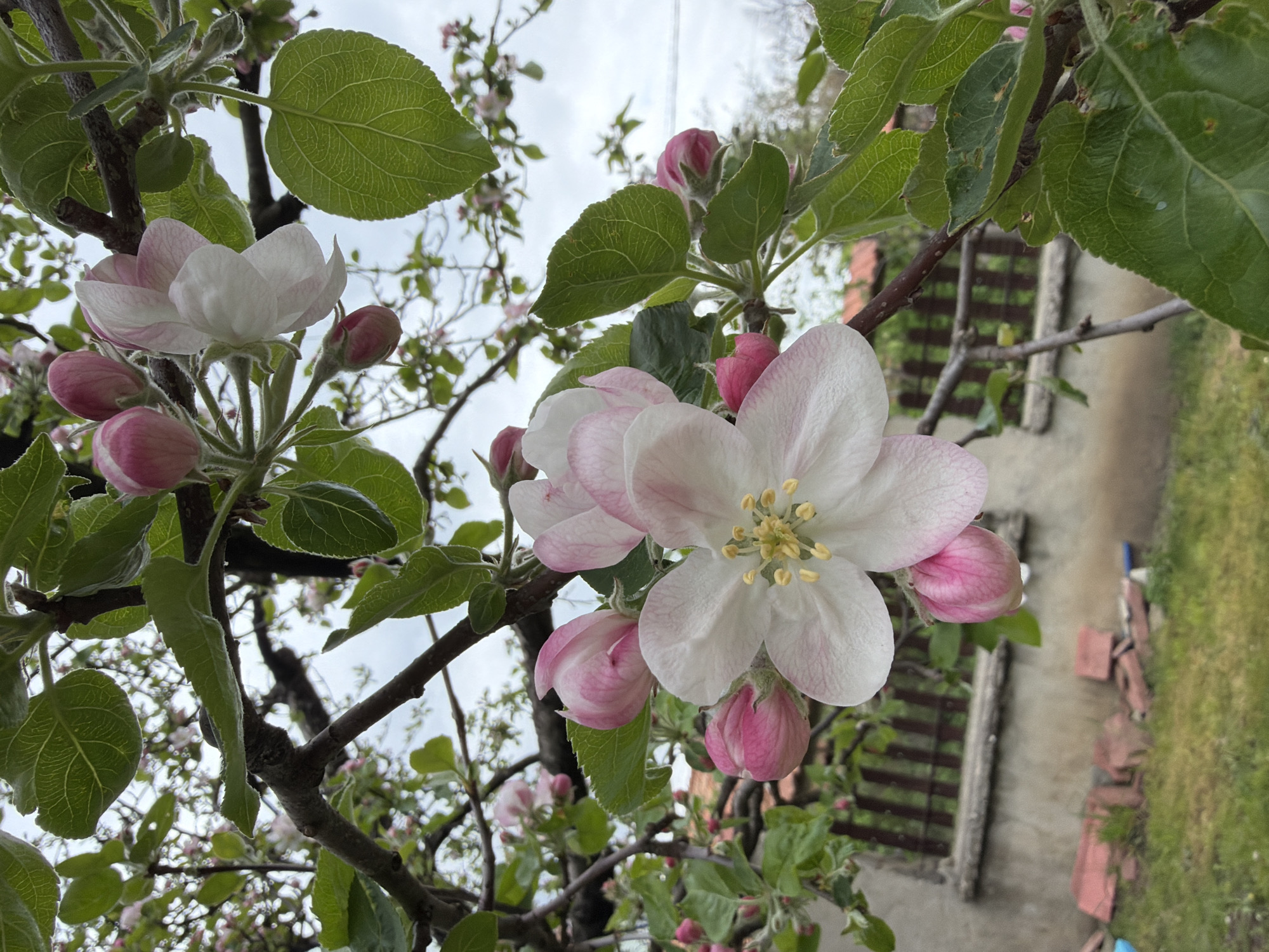 The image shows a close-up of apple blossoms on a tree branch. The blossoms are white with a light pink hue, and some are still buds. Green leaves are also visible. The background is blurred, but a building with a window and greenery can be discerned. The location appears to be outdoors, possibly a garden or orchard. The city is Bistritsa, Bulgaria. There are no people visible.
