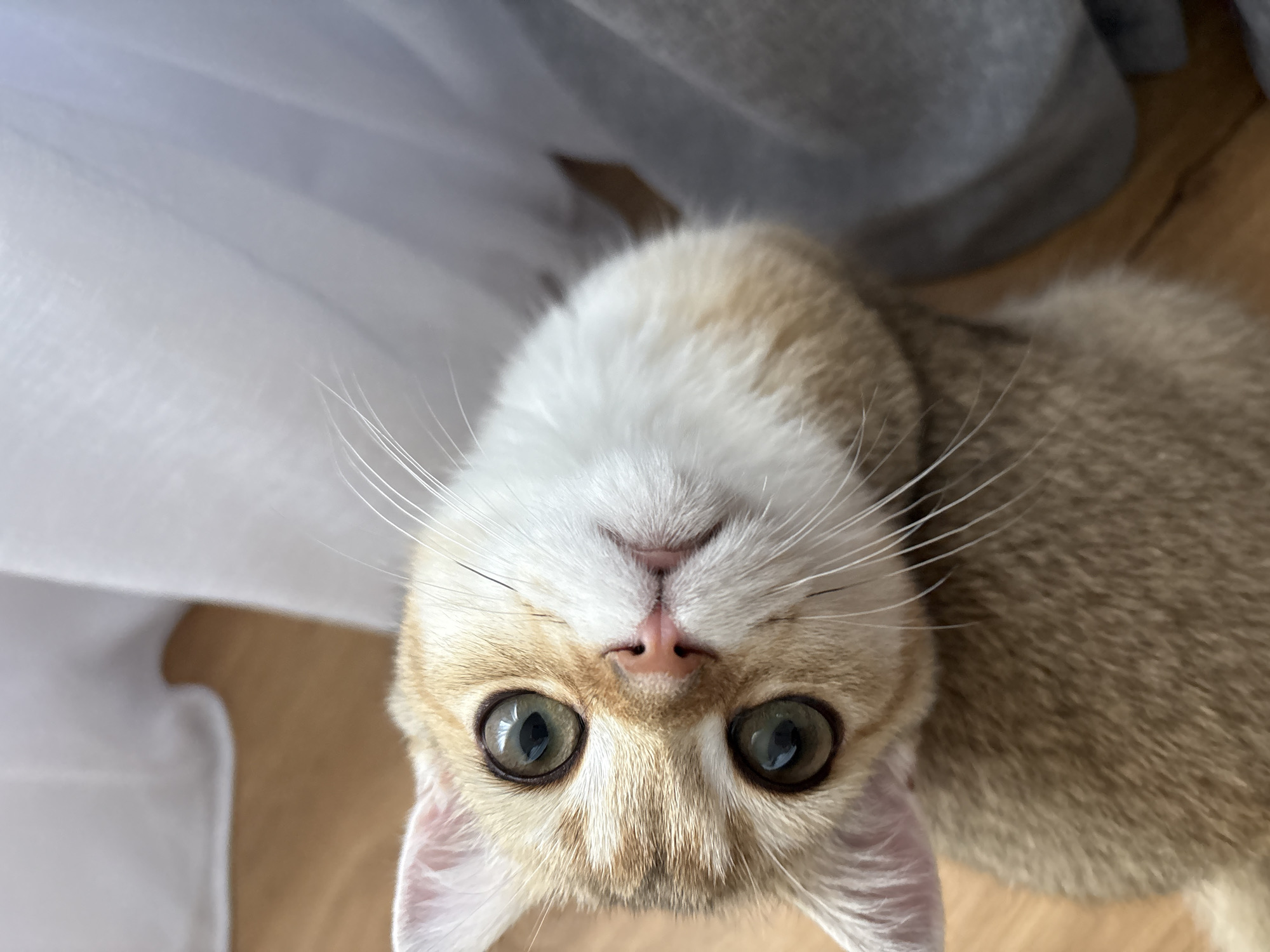 This is a close-up, high-angle shot of a young cat lying on its back. The cat is a light tan and cream color with large, round, greenish-brown eyes. Its mouth is slightly open, revealing a pink nose and tongue. The cat's whiskers are prominent and extend outward.
The cat is positioned on a wooden floor. To the left of the cat, there is a draped white fabric, possibly a curtain or sheer cloth. To the upper right, there is a textured gray fabric, also draped, creating a soft background. The lighting suggests it is daytime, possibly indoors with natural light coming from the side.
The cat appears to be looking directly at the camera with an alert and curious expression. The focus is sharp on the cat's face, while the background is slightly blurred. The overall impression is one of intimacy and direct engagement with the viewer, as if the cat is interacting playfully or seeking attention. There is no visible text in the image. The setting suggests a domestic environment.