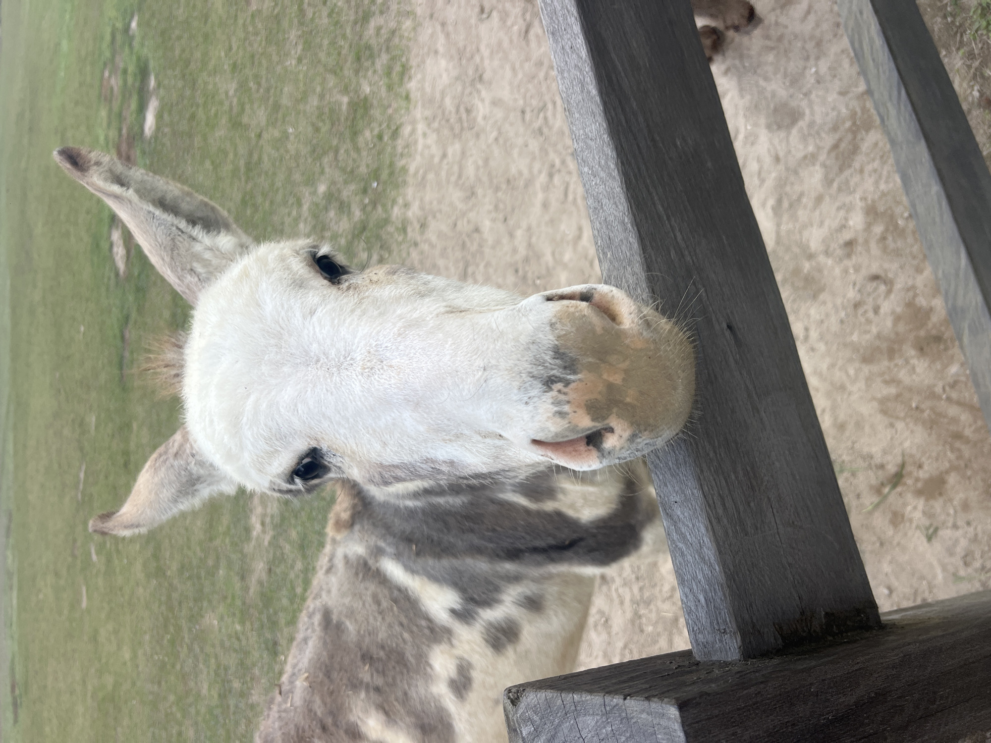 A close-up shot of a donkey's head and upper body is captured from a slightly low angle. The donkey's face is light-colored with prominent ears and dark eyes. Its snout is a light tan color with some darker speckling around the nostrils. The donkey's body exhibits a patchy coat of white and gray. The animal is positioned behind a dark wooden fence, with its head leaning over the top rail. The background consists of a dry, grassy field with patches of lighter-colored earth. The scene appears to be outdoors in a rural or park-like setting. The image does not contain any information about the city of Sukasada, Indonesia.
