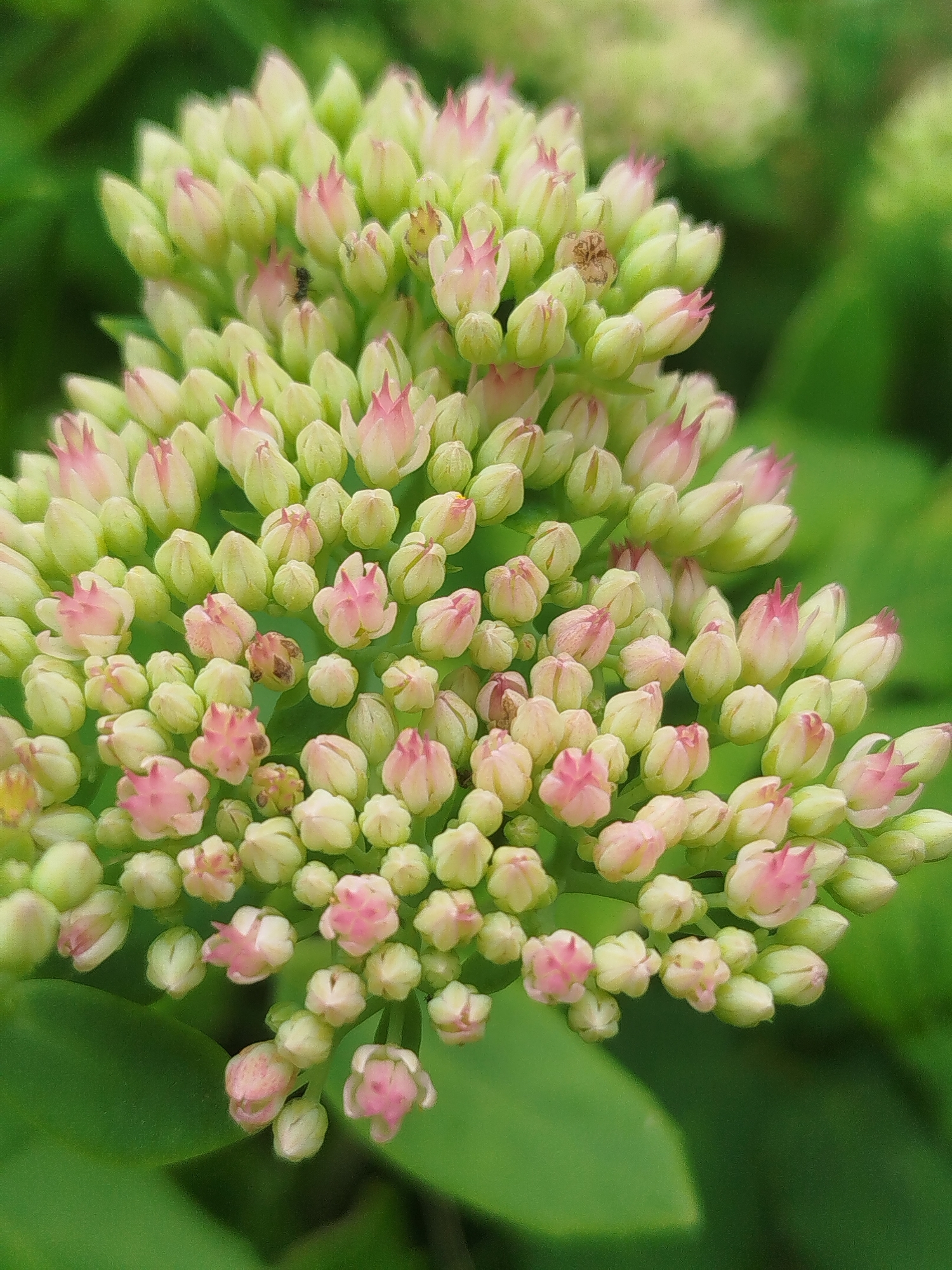 An extreme close-up, top-down view captures a cluster of light green flower buds with delicate pink tips against a blurred green background. Several buds are slightly more open, revealing more of their pink interior. The image is highly detailed, focusing on the intricate textures and formations of the unopened and partially opened blooms. The environment appears to be a natural setting, likely a garden or park, given the presence of plants. There are no people or discernible man-made structures visible. The overall impression is one of natural beauty and intricate detail.