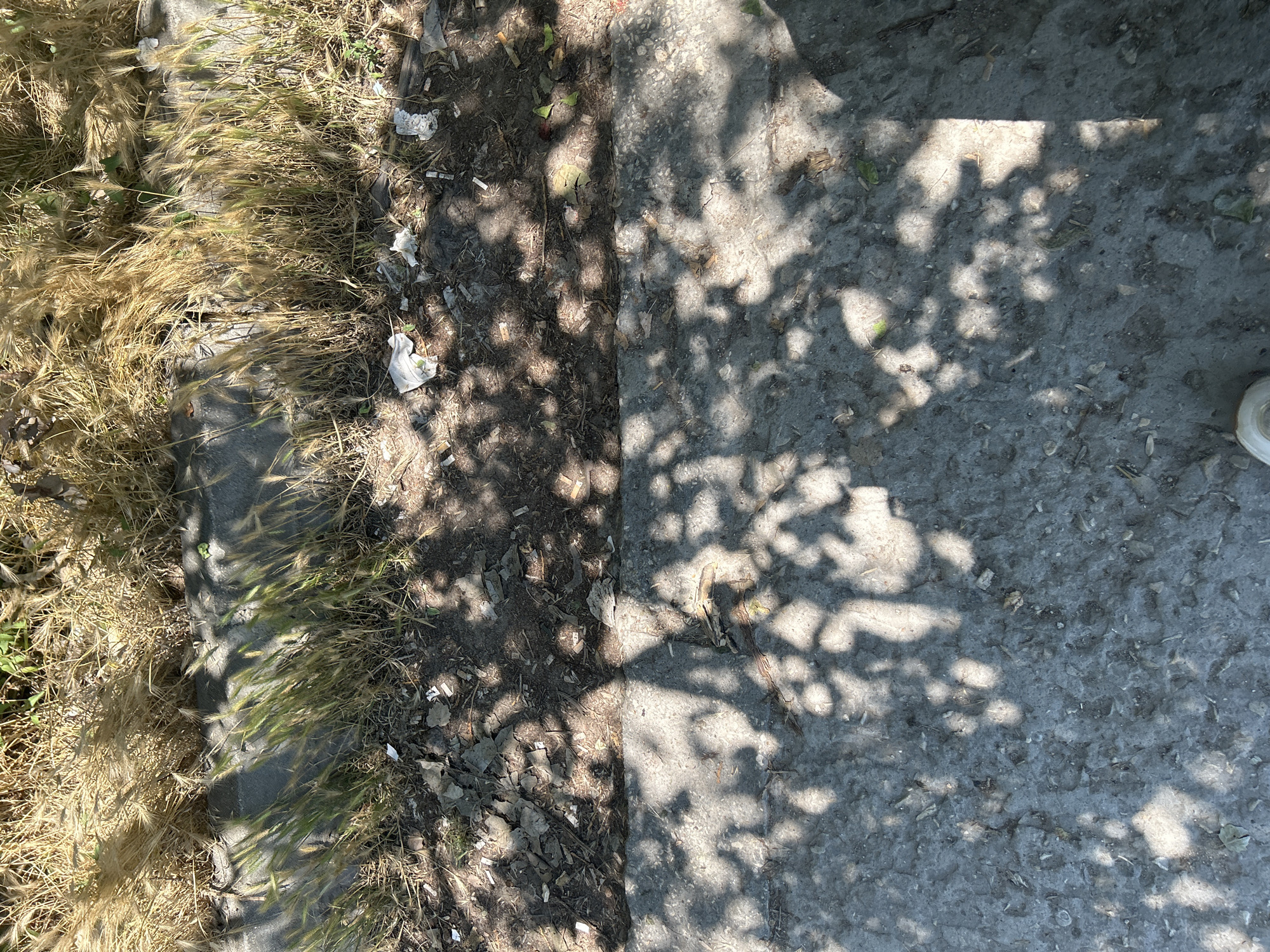 The image captures a ground-level view of a sun-dappled sidewalk bordering a patch of dry, golden grass and weeds. The scene appears to be an urban or semi-urban environment in Varna, Bulgaria, likely during a dry season. The sidewalk is made of concrete and shows signs of wear and tear, with scattered leaves, dirt, and small debris. Directly adjacent to the sidewalk is a rough, gray curb, behind which grows a dense clump of dried grass interspersed with greener, younger shoots of grass. Further behind the grass, a concrete structure, possibly part of a wall or drainage system, is visible, with more dried vegetation growing on top of it.
The sunlight casts intricate shadows of tree leaves onto the sidewalk and the ground, creating a dappled pattern of light and shade. The overall impression is one of a slightly neglected public space, typical of Varna's streets, where nature asserts itself in the cracks and edges of the urban landscape. There are no people visible in the image. The presence of a small amount of litter, such as crumpled white paper, suggests human activity in the vicinity, though not at the moment the photograph was taken. The visual elements are consistent with the dry, sunny climate often experienced in Varna during warmer months.