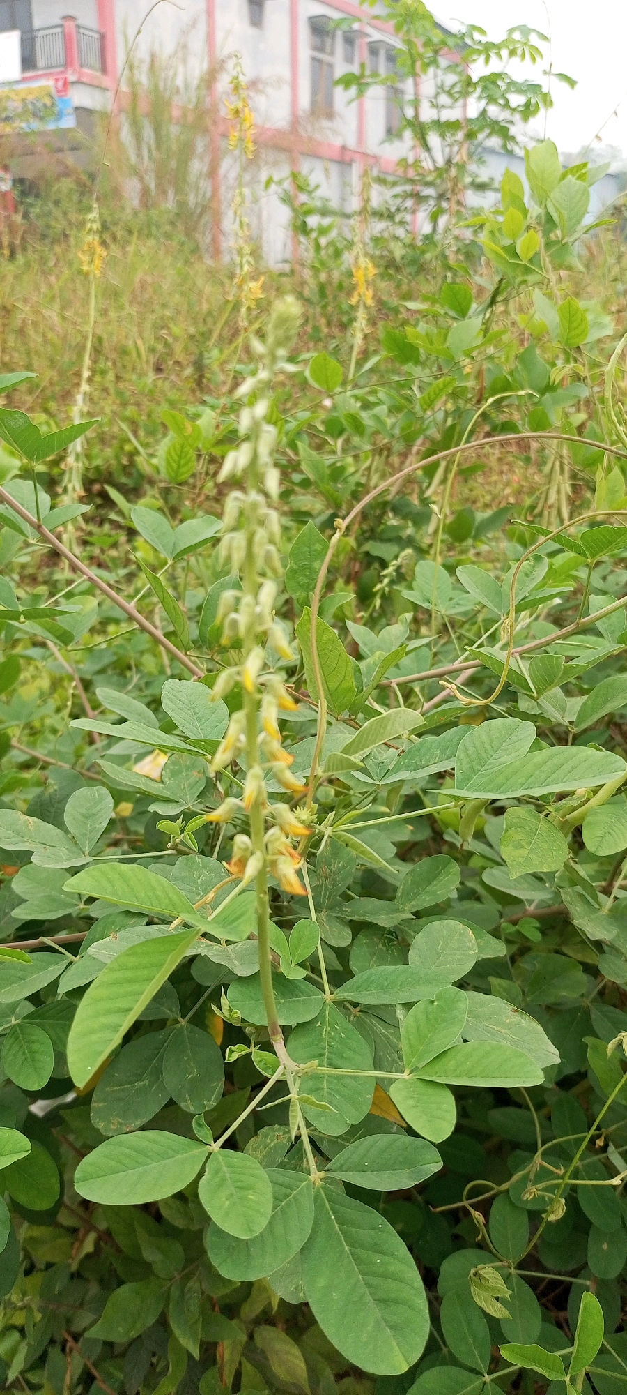 A vertical, eye-level, medium shot captures a close-up of a green plant with yellow flowers in an outdoor environment. The plant features a central stalk with numerous small, fuzzy, pale green buds, interspersed with clusters of tiny yellow flowers. Delicate green leaves, some heart-shaped and others more elongated, grow in abundance along the stalk and surrounding stems. The leaves exhibit variations in color, with some appearing a vibrant green and others displaying slight yellowing or browning. The background is softly blurred, revealing a building with red and white accents, suggesting an urban or semi-urban setting. Hints of dry grass and other greenery are visible between the plant and the building. The overall lighting is soft and diffused, indicating an overcast or shaded condition. The image was captured in Sendawar, Indonesia.