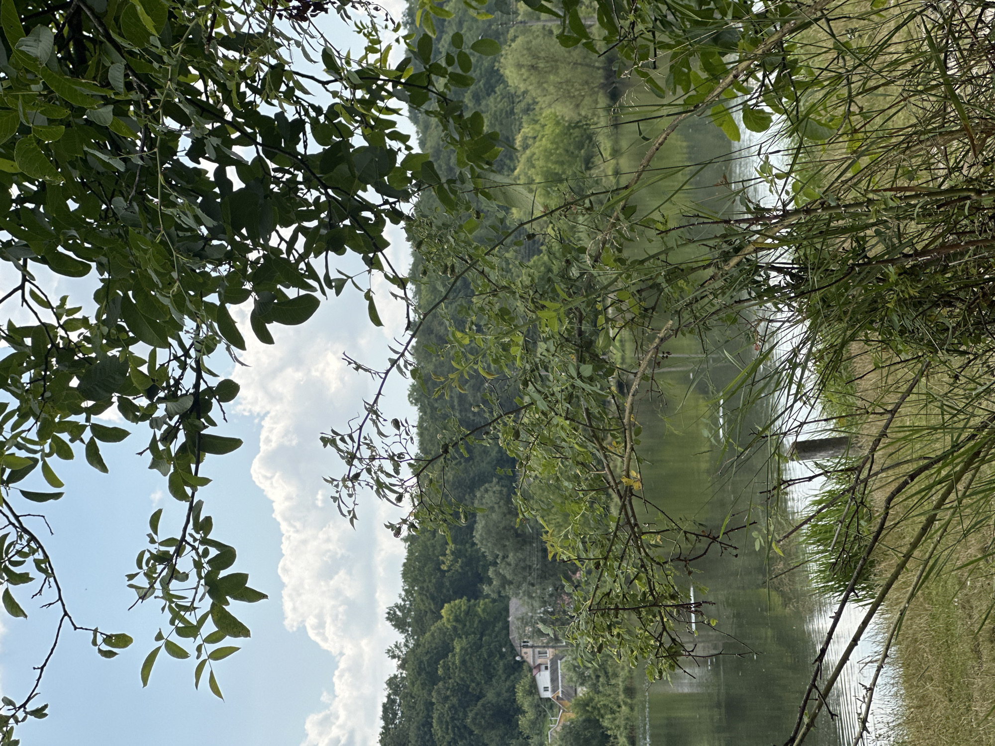 The image captures a serene landscape scene, likely from the village of Makiv, Ukraine. In the foreground, lush green foliage and tall grasses partially obscure the view. A calm body of water, possibly a lake or river, occupies the middle ground, reflecting the sky and surrounding trees. Beyond the water, a gentle slope is covered with a dense forest of green trees. A cluster of houses with light-colored roofs is visible nestled among the trees on the left side of the frame. The sky above is a soft blue, dotted with fluffy white clouds, suggesting a pleasant day. The overall atmosphere is tranquil and natural.