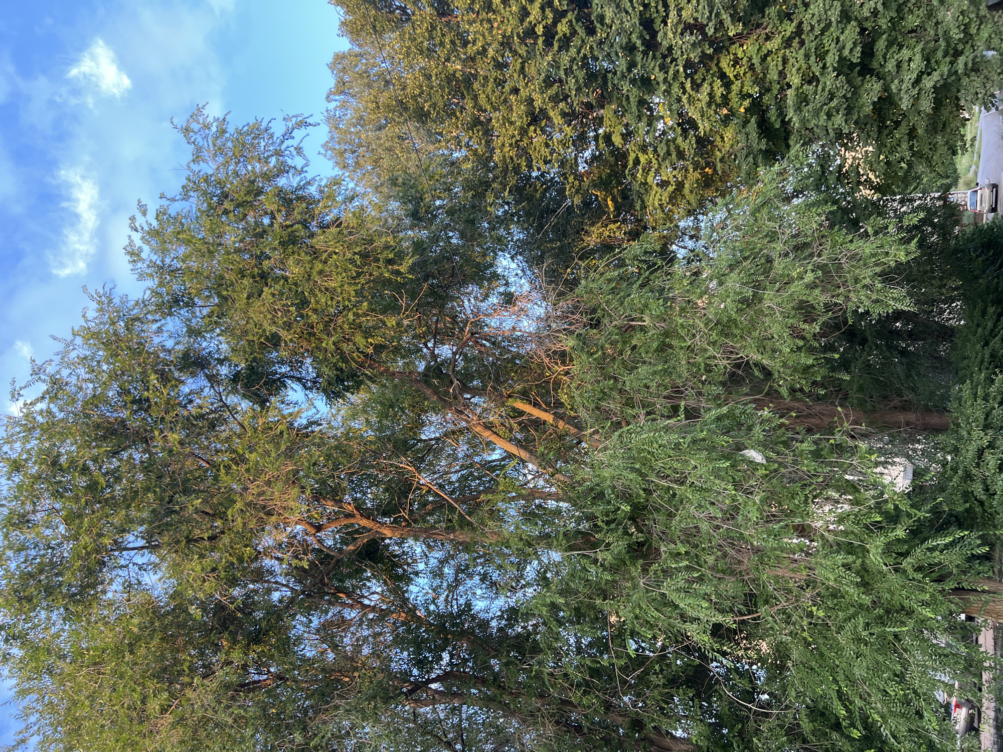 The image depicts a close-up view of several trees with lush green foliage against a bright blue sky with scattered white clouds. The trees are dense, with branches and leaves filling most of the frame. The sunlight highlights the leaves, creating a warm glow. In the lower portion of the image, there are glimpses of cars parked and driving on a road, suggesting an urban or suburban environment. The scene appears to be set in the city of Ulyanovsk, Russia, based on the provided context.