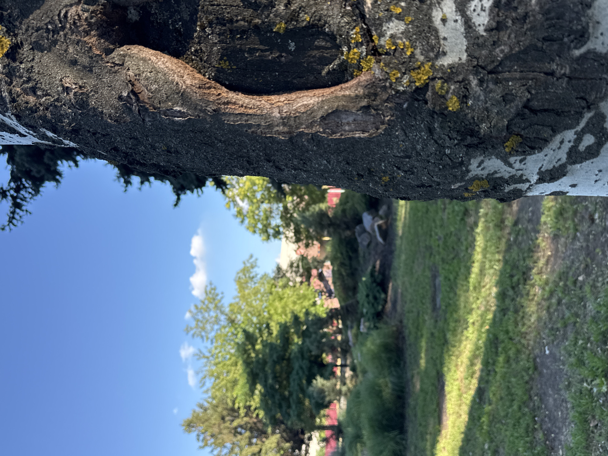 The image shows a close-up of a tree trunk on the right side of the frame, with a blurred background of a park-like setting. The tree trunk has rough, dark bark with some lighter patches and yellow lichen. A prominent hole or cavity is visible in the trunk. In the background, there are green trees, grass, and a bright blue sky with a few white clouds. The overall scene suggests an outdoor environment, possibly a park or garden, located in Kryvyi Rih, Ukraine, given the provided context. There are no people or specific actions depicted in the image.