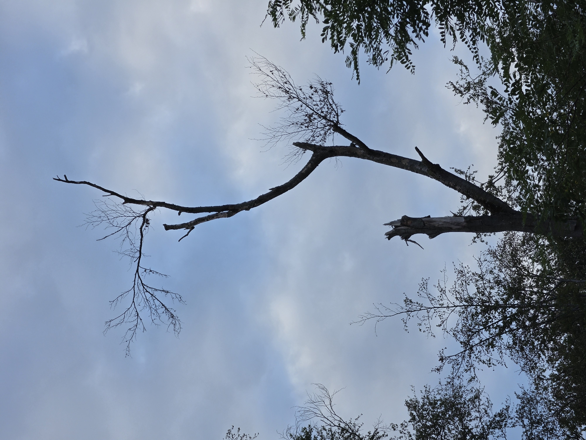 A dead tree with sparse branches stands against a cloudy sky, silhouetted by dark foliage in the foreground and edges of the frame. The tree is broken near the base, with a jagged top. The image was taken from a low angle, looking up at the sky. The location is identified as Kelsterbach, Germany.