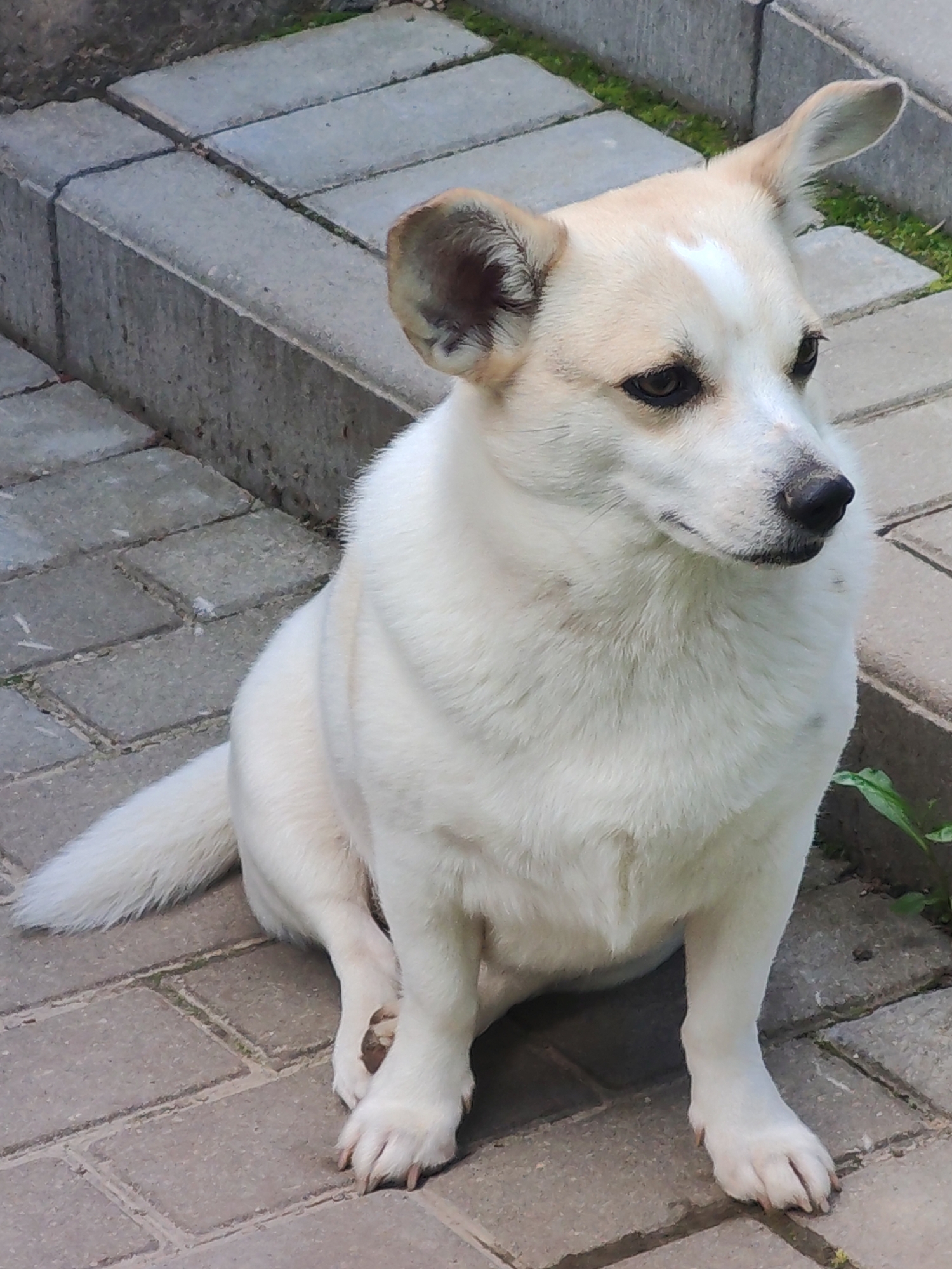 A medium-sized dog with mostly white fur, and tan markings on its ears and head, sits on a gray brick patio. The dog is looking to its right. A short retaining wall runs along the top of the patio. Some green plants are visible near the wall. The location is Unknown, Unknown.