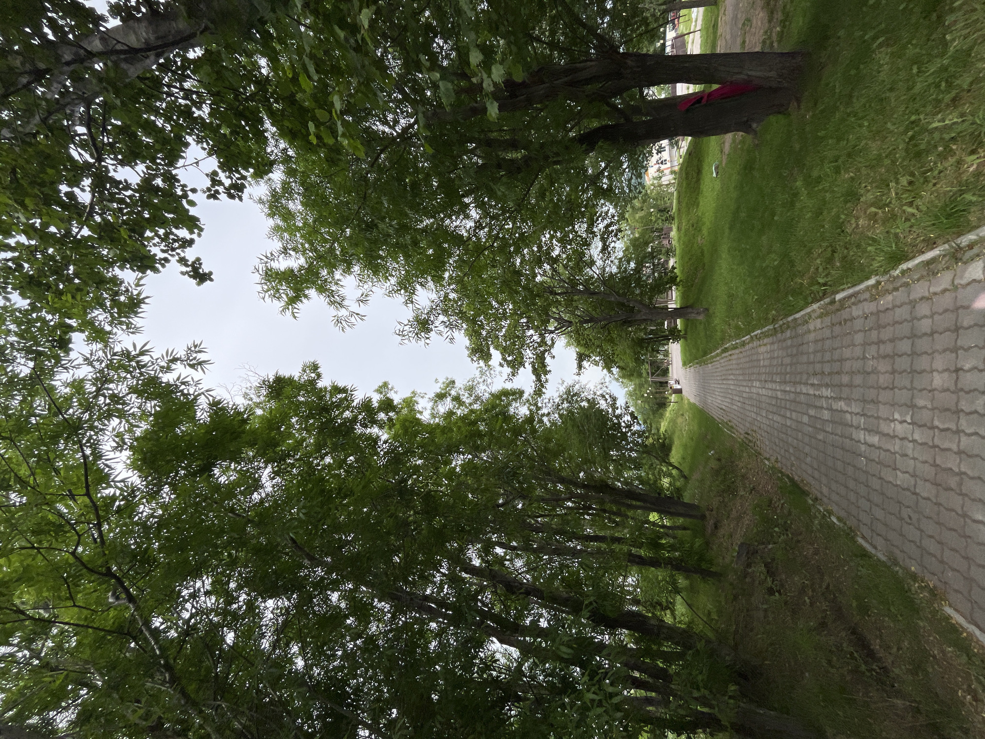 The image depicts a paved pathway winding through a park lined with lush green trees. The pathway is constructed of interlocking gray pavers. On the left side of the path, the ground slopes upward, covered in grass and scattered with trees. On the right side, the ground also slopes upward, covered in grass. A large tree with a rough, gray-brown trunk stands prominently on the right, with a bright pink cloth draped around it. In the background, the pathway continues, and hints of buildings and park structures are visible. The sky is overcast, suggesting a cloudy day. The overall scene is one of a tranquil, well-maintained park environment. It is not possible to determine the specific location within Petropavlovsk-Kamchatsky, Russia, from the visual information provided in the image.
