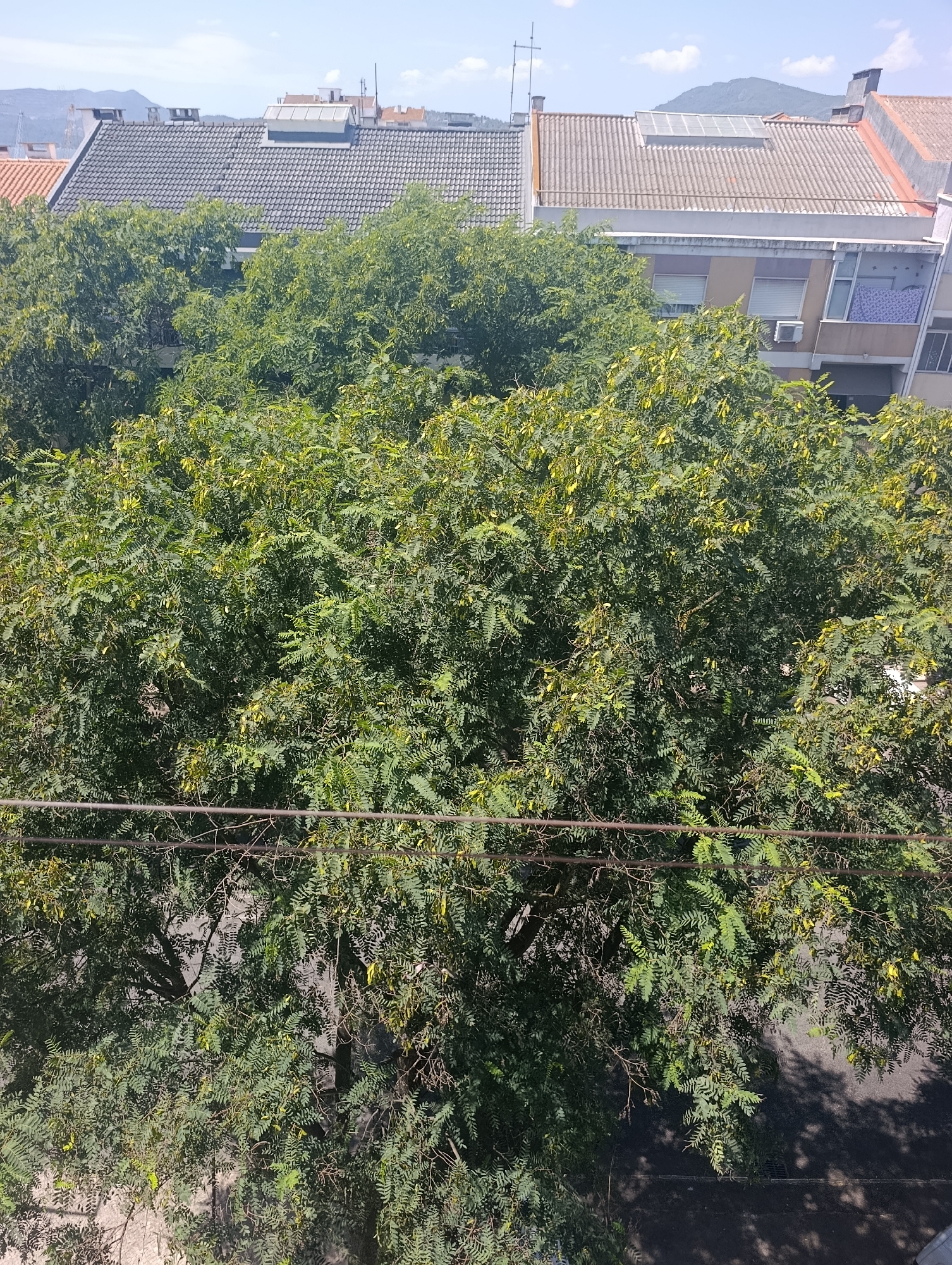 This is an aerial outdoor photograph taken in Setúbal, Portugal, on a clear day. The foreground is dominated by a large, leafy green tree with clusters of small yellow flowers or seed pods. A few horizontal wires, likely power or telephone lines, are visible across the middle ground of the image. In the background, rooftops of residential buildings are visible. One building has a dark grey tiled roof with multiple chimneys, and another has a lighter, reddish-brown tiled roof with a skylight. Further back, a hazy mountain range can be seen against the light blue sky, which is dotted with a few white clouds. The lighting suggests it is daytime, with shadows cast by the trees on the ground below.