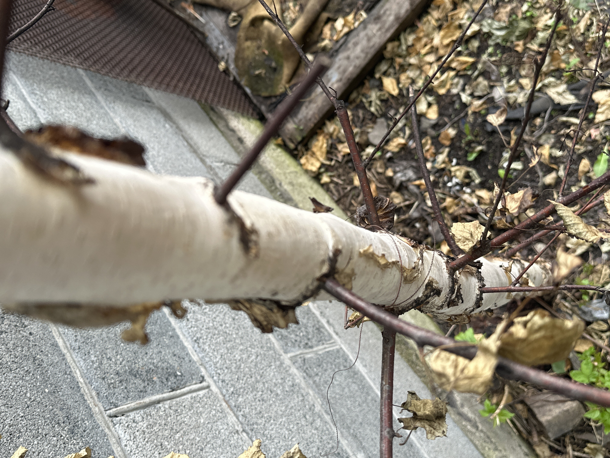 The image shows a close-up of a birch tree trunk with visible bark peeling. The trunk is positioned vertically in the center of the frame. Surrounding the trunk are thin, dark branches, some of which have dry, brown leaves attached. In the background, a gray cinder block wall is visible to the left, and a brown woven fence-like structure is on the right. The ground beneath the tree is covered with fallen leaves and dirt. There are no people or animals present in the image. The lighting suggests an overcast or shaded environment. The location of Magnitogorsk, Russia is not visually discernible from the image itself.
