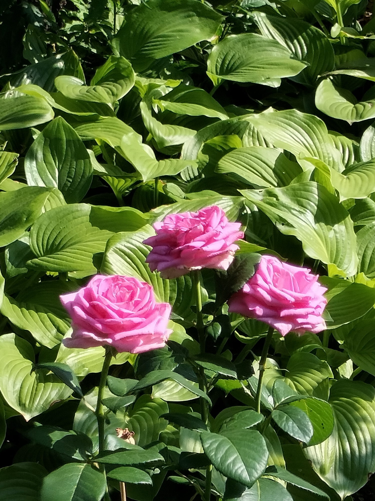 A close-up, eye-level shot captures three vibrant pink roses blooming in the foreground, set against a lush backdrop of large, green hosta leaves. The roses are fully open, their petals layered and delicate, with the softest pink hue at their centers, deepening to a richer shade at the edges. The leaves of the hostas are broad and textured, with prominent veins, creating a dense, verdant curtain behind the flowers. Sunlight filters through the foliage, casting dappled shadows and highlighting the glossy surfaces of the leaves and the velvety texture of the rose petals. The scene suggests a bright, sunny day in a garden setting. The overall mood is one of natural beauty and tranquility. The image does not contain any visible text. The location is specified as Kryvyi Rih, Ukraine.