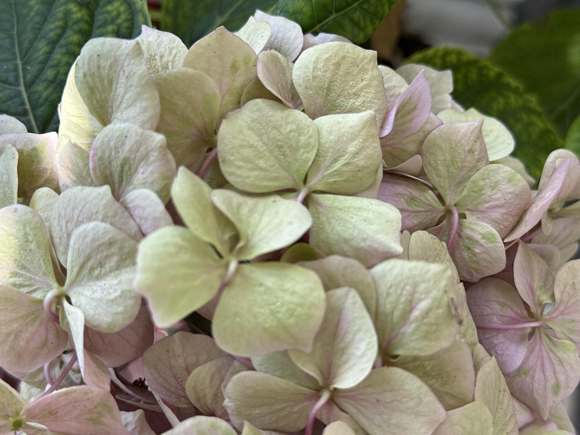 A close-up, upward-angled shot captures a cluster of hydrangeas in a garden. The flowers are predominantly a pale green with hints of pink, their petals slightly curled and textured. Some petals show a delicate veining. In the background, a large, dark green hydrangea leaf with a yellowish variegated pattern is visible. The lighting suggests it is daytime, and the focus is sharp on the flowers in the foreground. The scene is devoid of any human presence or activity. There is no specific information available to pinpoint this location within Yessentuki, Russia, beyond it being a floral setting, likely outdoors.