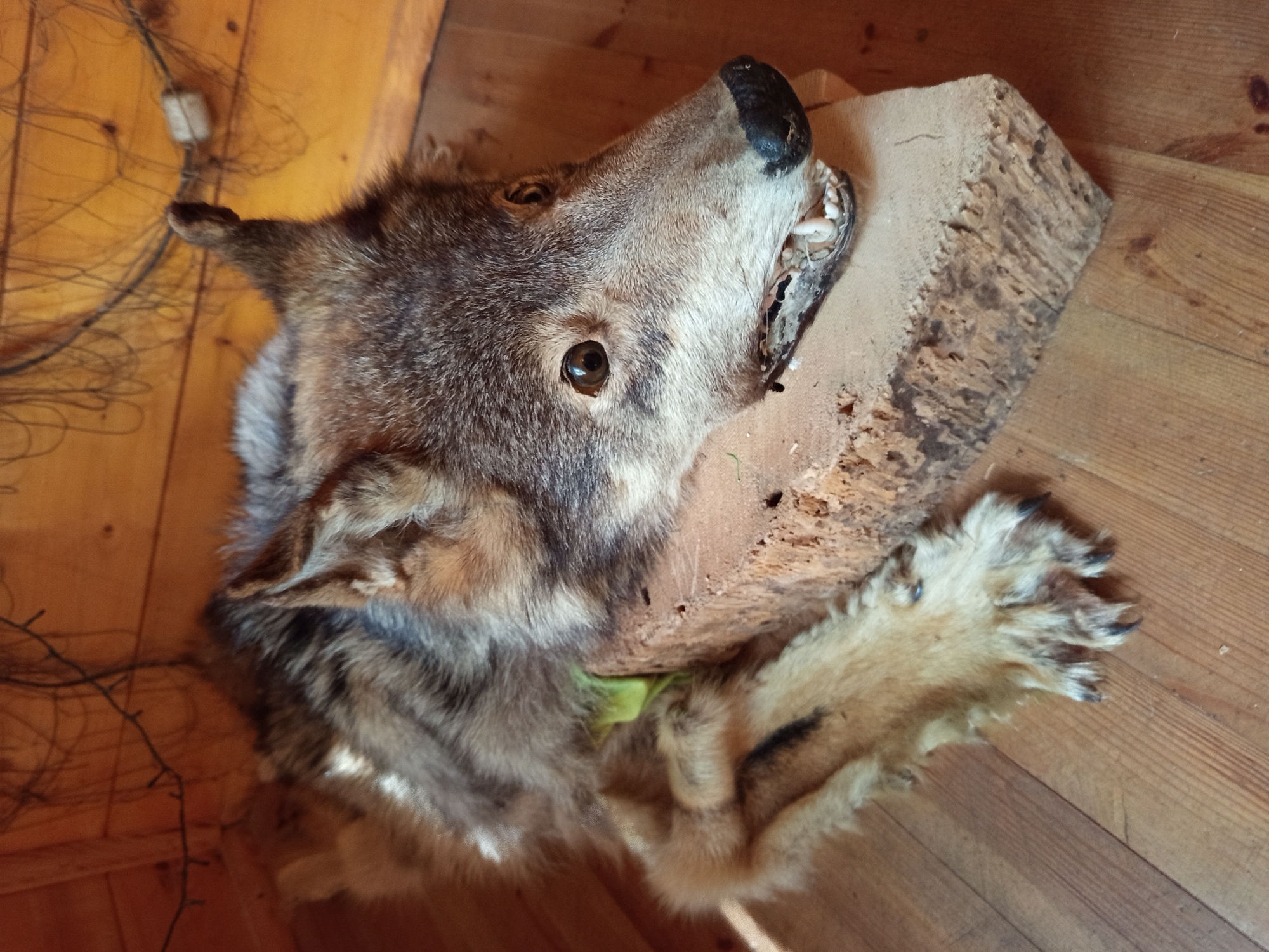 A taxidermied wolf is positioned on a rough-hewn wooden block, its head resting on the block with its mouth slightly open, revealing teeth. The wolf is lying on a wooden floor, with its body extending to the left of the frame. The background consists of wooden walls and ceiling with some wires and lights. The scene appears to be indoors, possibly in a rural setting within Шарашэўскі сельскі Савет, Belarus.