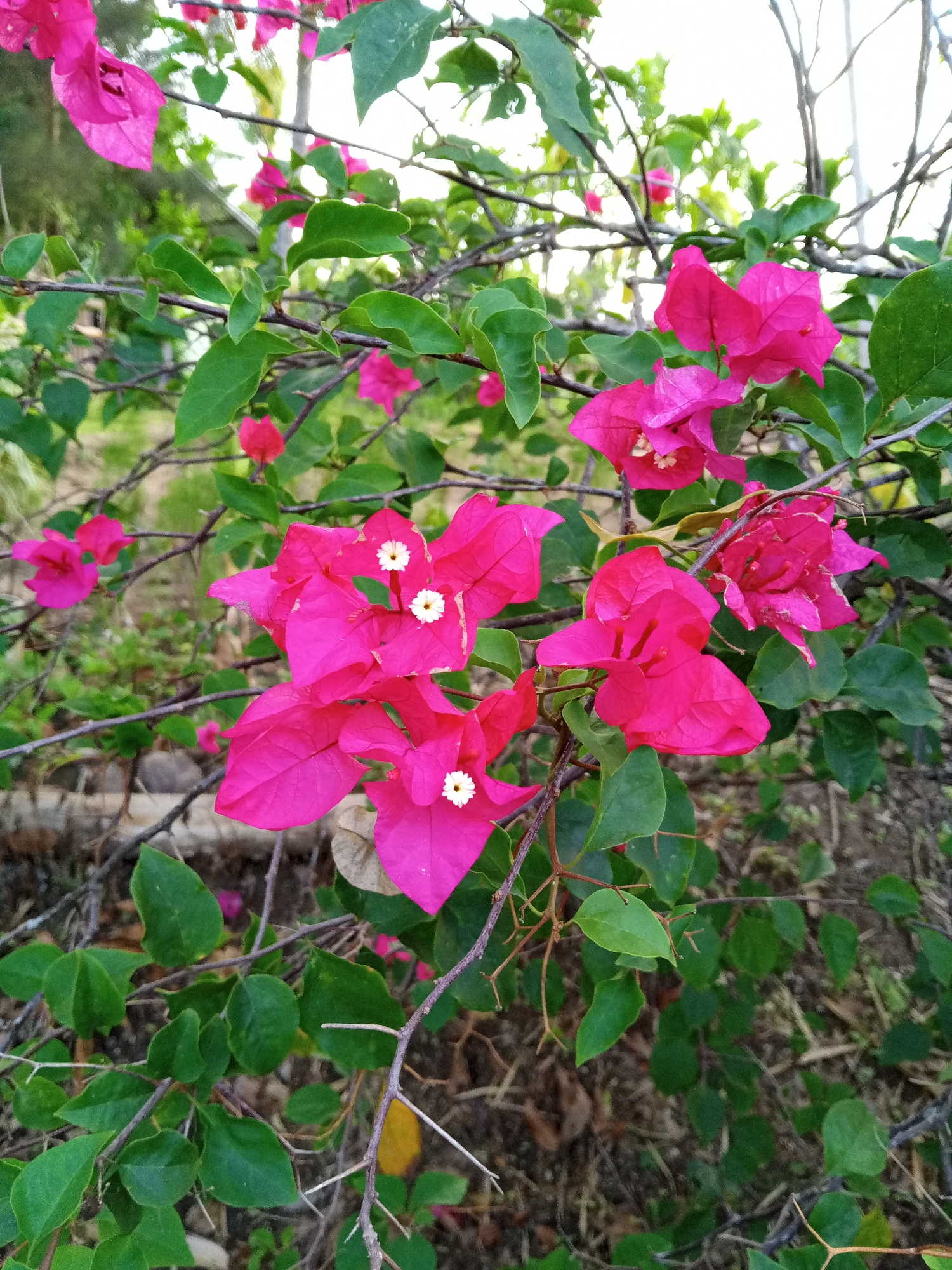 The image displays a close-up view of vibrant pink bougainvillea flowers and green leaves. The flowers are clustered on thorny branches, with some smaller white pistils visible in the center of a few blooms. The background is softly blurred, suggesting an outdoor environment with dry earth and sparse vegetation. The scene appears to be a natural setting within a garden or park, likely in Uteunbunta, Indonesia, given the context. No people or actions are depicted.