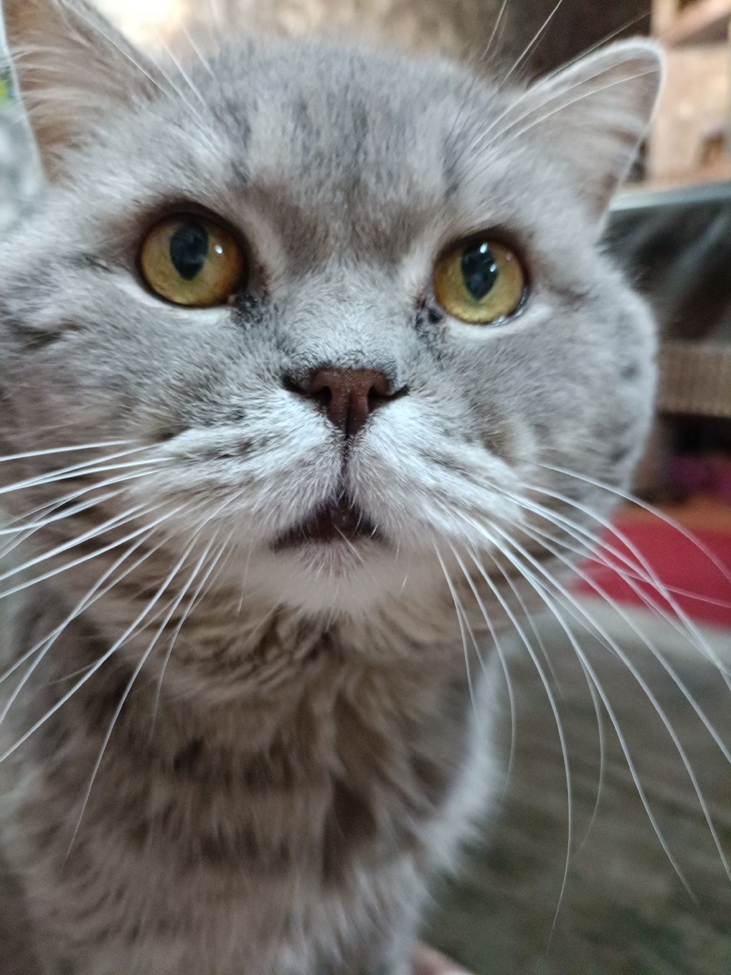 A close-up, eye-level shot focuses on the face of a gray cat with yellow eyes and prominent white whiskers. The cat's fur has subtle darker tabby markings. The background is blurred, showing hints of indoor furnishings, including what appears to be a striped blanket or rug in shades of red and orange. The image was taken in Bataysk, Russia.