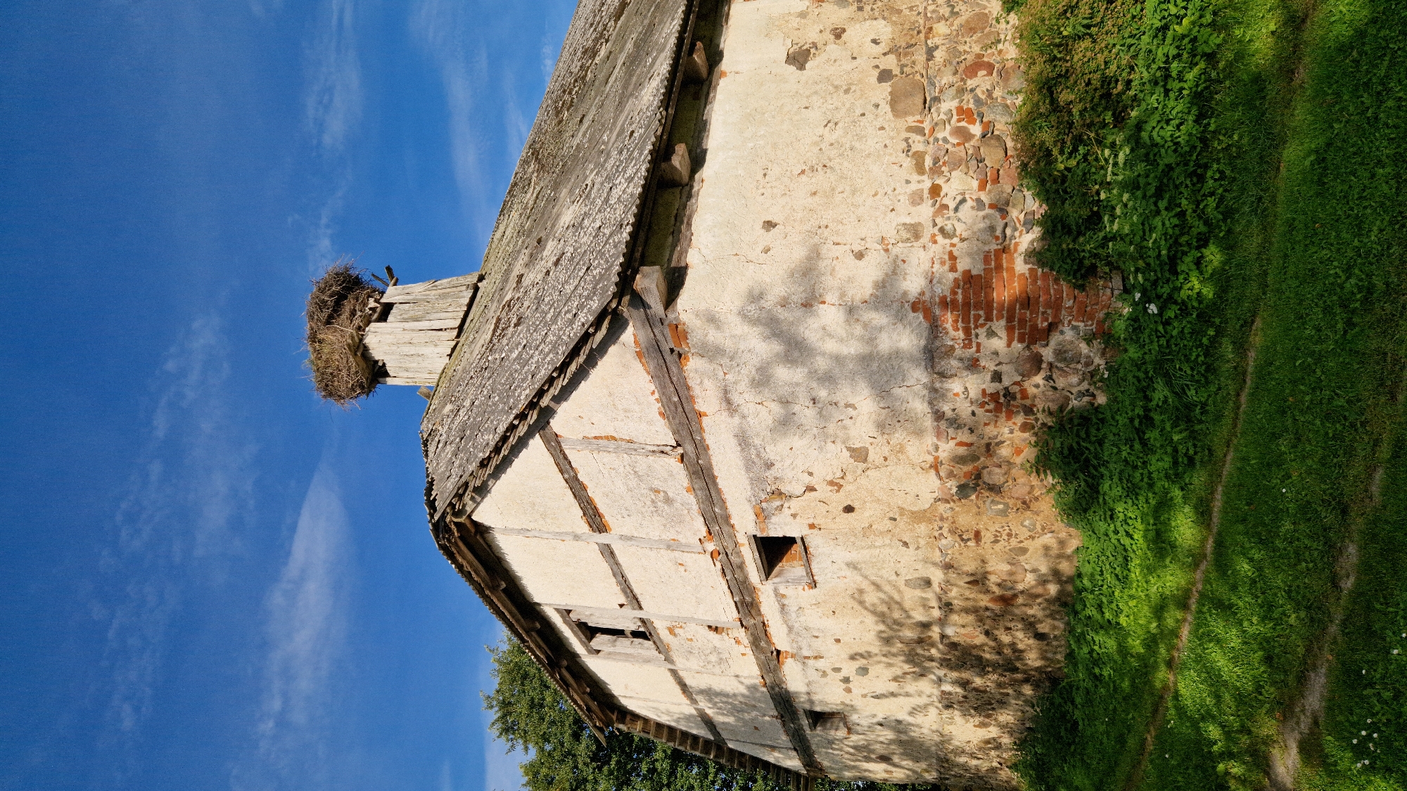The image shows a section of an old, weathered barn or building located in Līņi, Latvia. The building has a timber-framed structure with plastered walls, which are in a state of disrepair, revealing exposed stone and brickwork in places. The roof is covered with aged, grey material, possibly slate or corrugated sheets. Prominently featured on the roof is a large stork's nest built on top of a wooden structure, likely a chimney or support. The sky above is a clear blue with a few wispy white clouds. Lush green vegetation, including grass and bushes, surrounds the base of the building, with dappled sunlight casting shadows on the wall and the ground. The overall scene conveys a sense of rural antiquity and nature's reclamation. There are no people or animals visible in the frame, apart from the stork's nest.