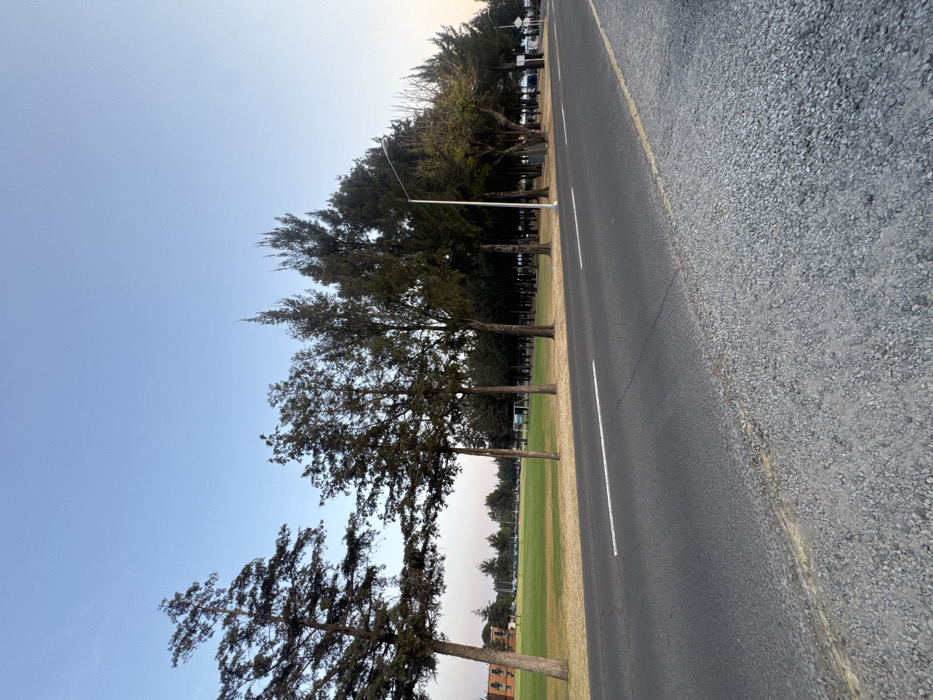 The image depicts an outdoor scene in San Andrés Cholula, Mexico, adjacent to the Universidad de las Américas Puebla (UDLAP) campus, likely along one of its perimeter roads. The foreground features a two-lane asphalt road with a solid white edge line and a dashed white center line, bordered on the right by a wide gravel shoulder. A row of tall, slender evergreen trees lines the left side of the road, behind which lies a vast, manicured green field. In the far left background, a multi-story building with reddish-brown walls is visible. Further along the treeline on the right, a white street light pole with a downward-curving arm extends over the road. The sky is clear, displaying a light blue hue with a subtle gradient of orange/pink towards the horizon on the right, indicating either early morning or late afternoon lighting conditions. No individuals or active vehicles are discernibly present.