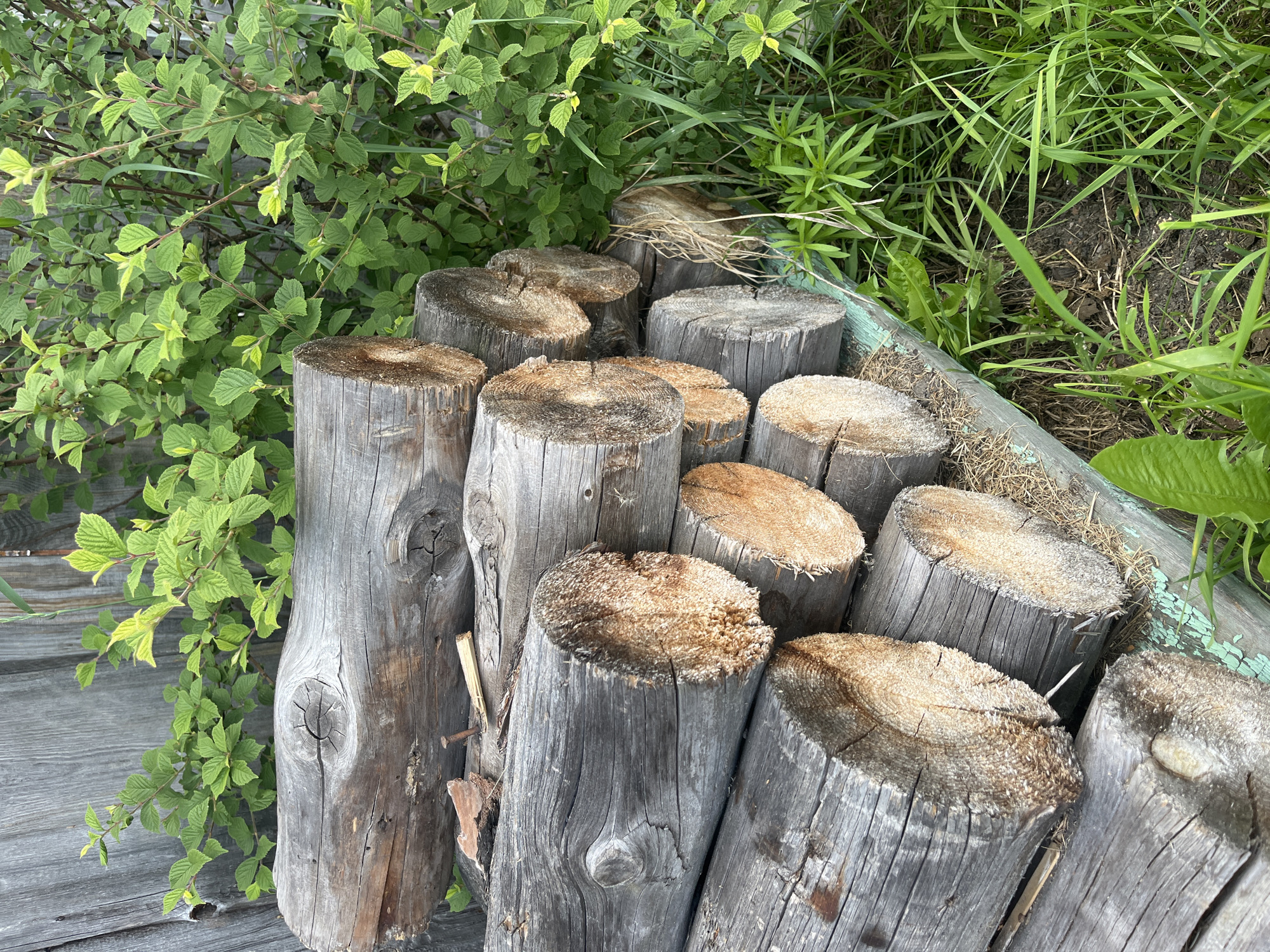 A pile of rough-hewn logs, grayed with age and weathering, is stacked outdoors against a weathered wooden fence. Green foliage and grass surround the logs, suggesting a rural or natural setting. The logs are cut into varying lengths and diameters, with exposed ends revealing the wood grain and rings. One log in the upper portion of the stack has a visible nail protruding from its surface. The ground beneath and around the logs is covered in a mix of dry grass and dark soil. In the background, the vertical planks of the wooden fence are clearly visible, some showing signs of decay and cracking. The overall scene depicts a rustic outdoor storage area, likely for firewood, in a location consistent with the natural environment of Сухринское, Russia.