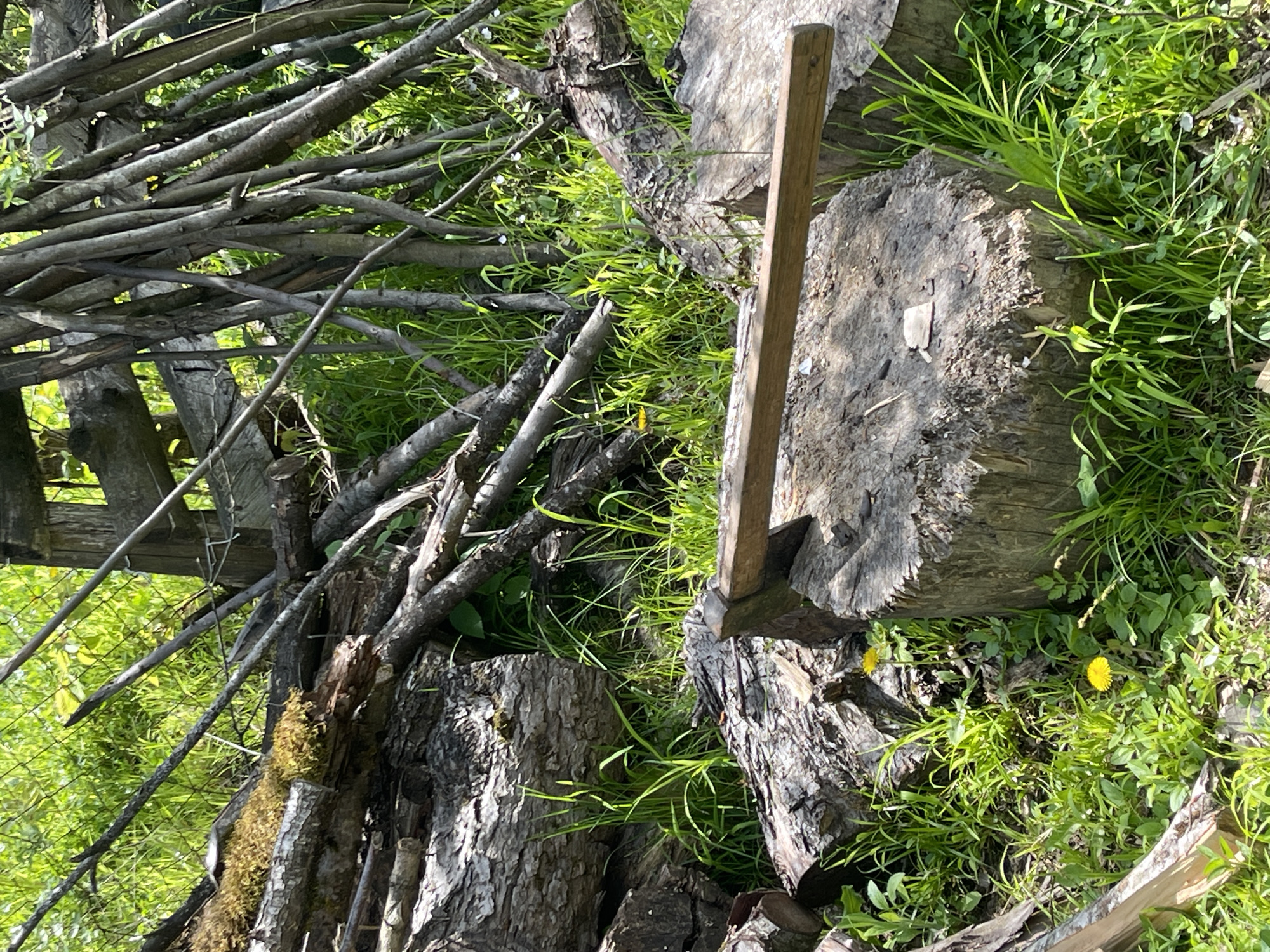 The image shows a landscape scene, possibly rural, with several felled tree stumps and an axe embedded in one of them. Sticks are piled up and a partially visible fence suggests an enclosure. The location is suggested as Chiatura, Georgia, although there are no clear markers to verify this beyond the information provided. The vegetation includes grass and small wildflowers. The absence of people indicates a static scene.