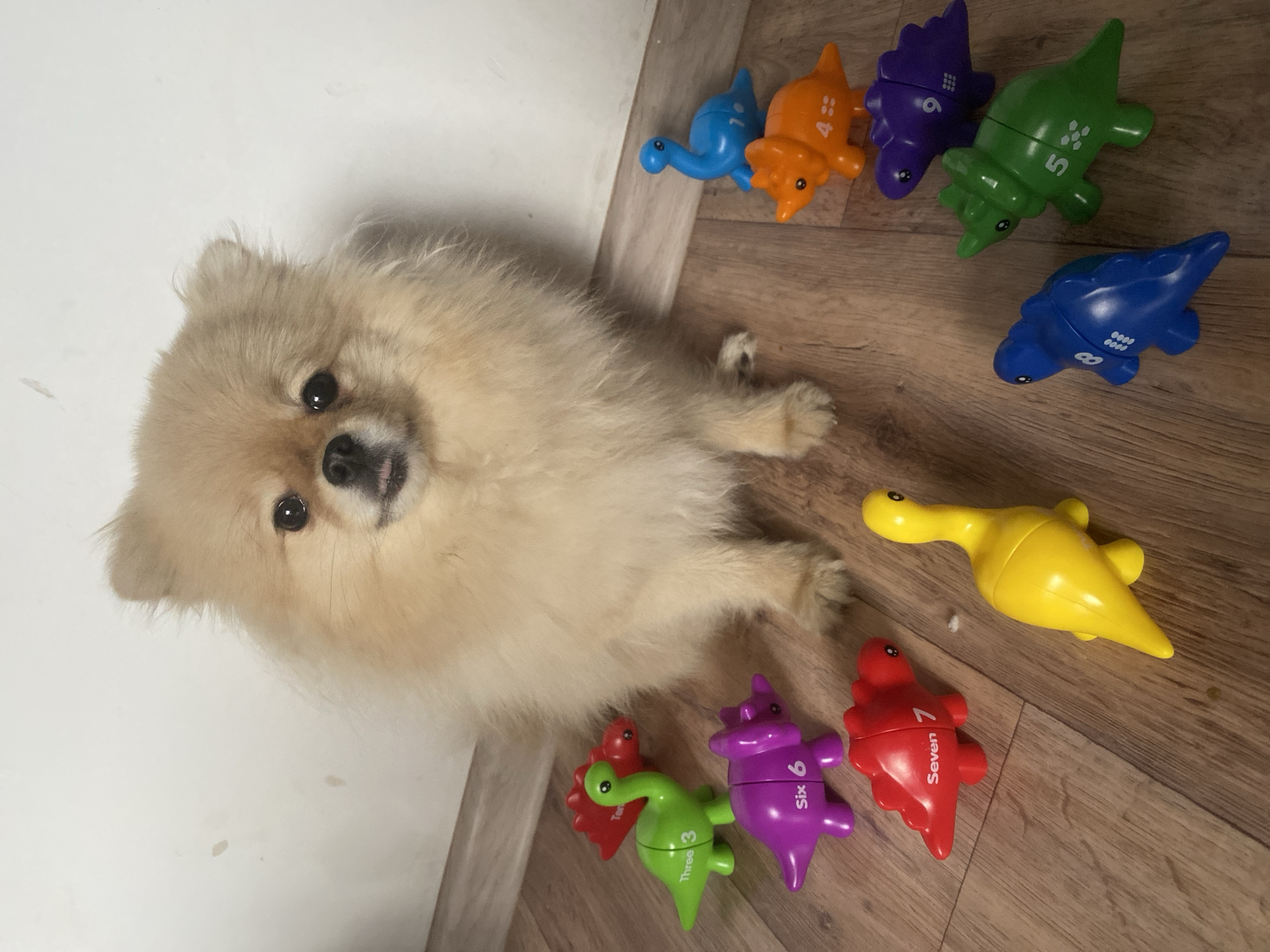 A tan-colored Pomeranian dog lies on a wood floor, surrounded by colorful plastic toy dinosaurs. The dinosaurs are arranged in a semi-circle around the dog, and each dinosaur has a number on it from one to eight. The wall is white. The location appears to be indoors, possibly in a residence.