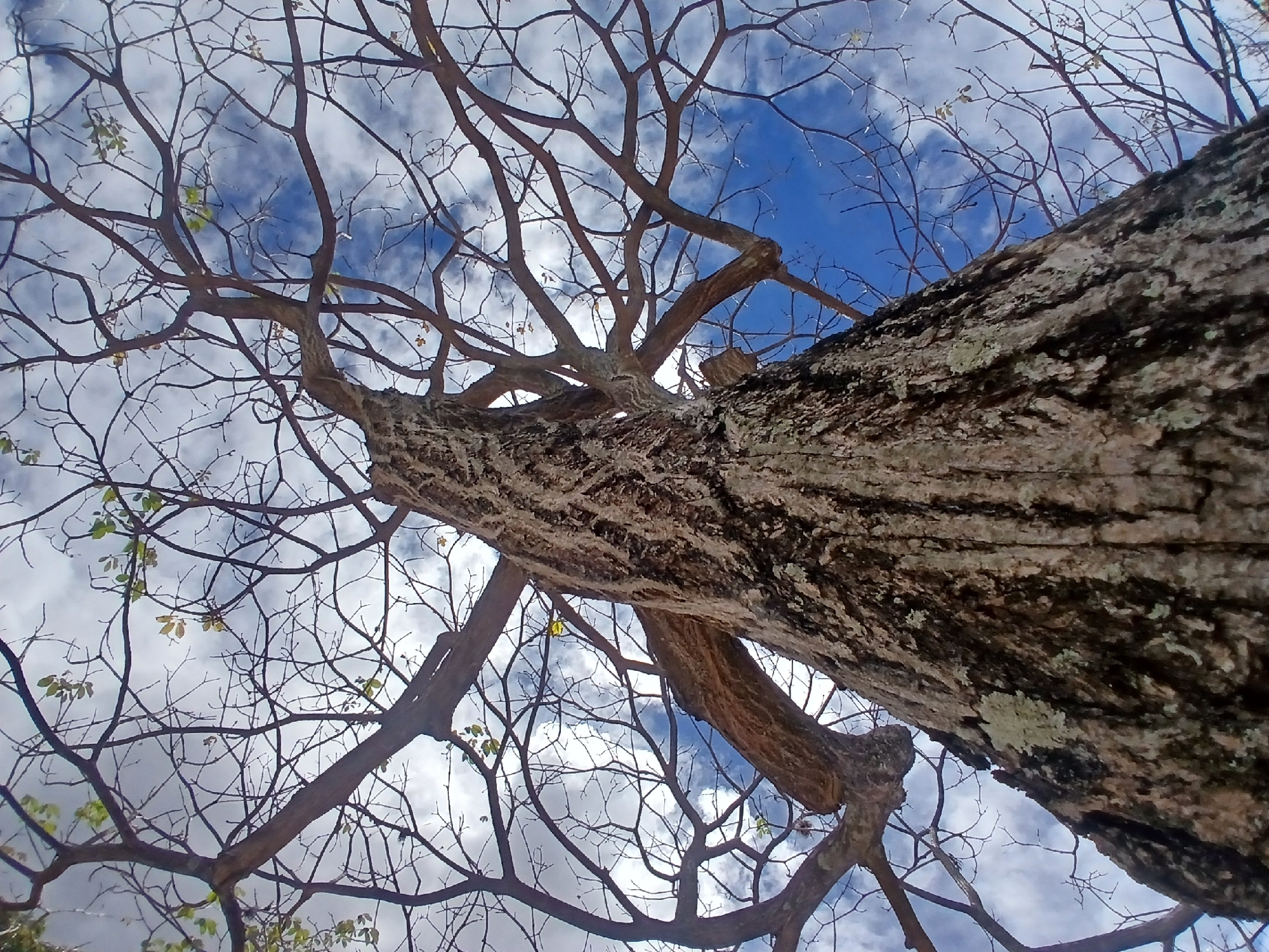 The image is taken from a low-angle perspective, looking up into a tree with mostly bare branches against a sky with scattered clouds. The trunk of the tree is prominently featured in the foreground, with rough bark textures visible. Some small, sparse leaves are present on the branches, indicating the beginning of a growing season or the end of one. The city of Ciudad Guayana, Venezuela, is the location.