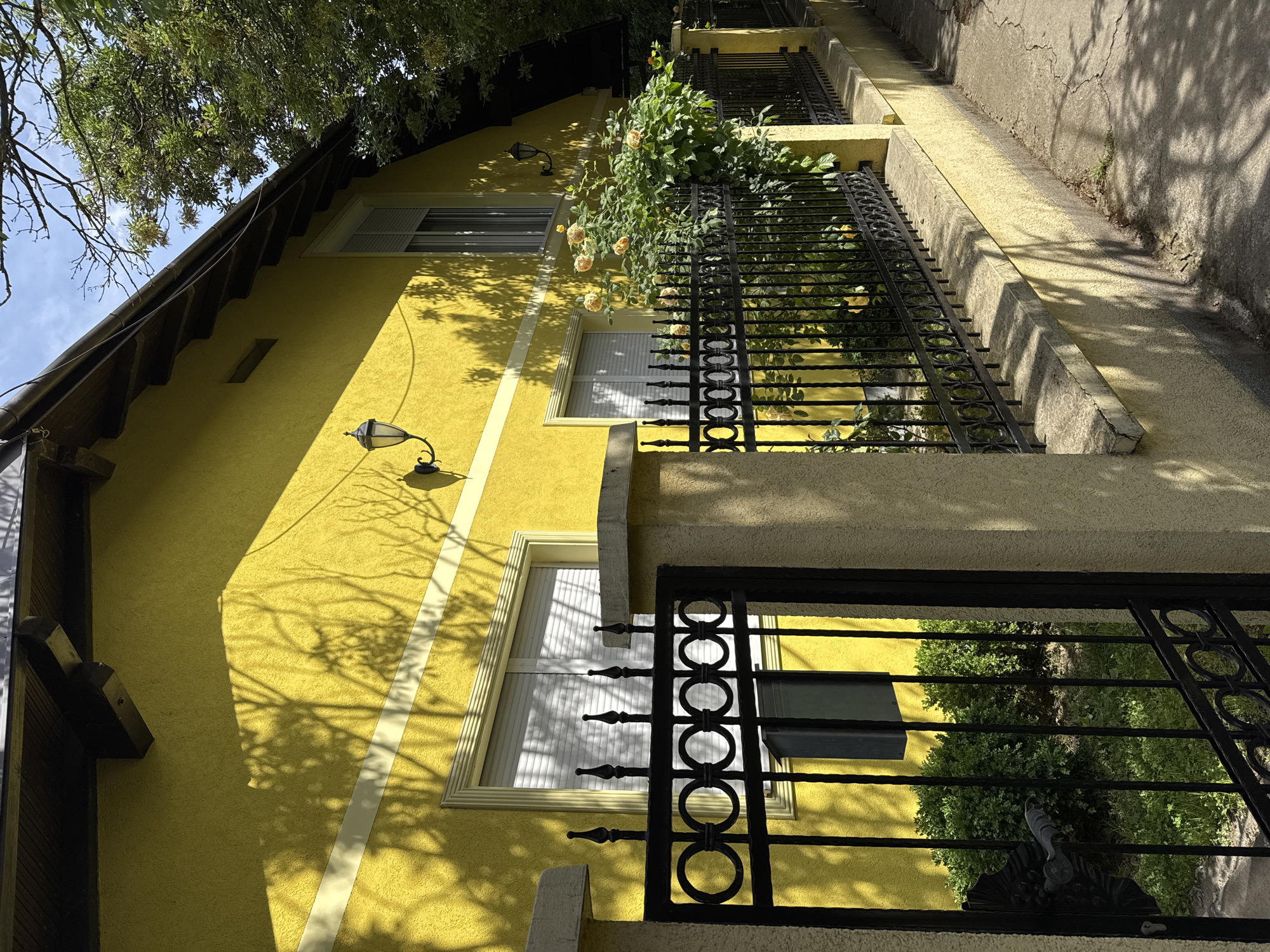 The image depicts the exterior of a bright yellow building with three windows and a black wrought-iron fence. A climbing plant with light yellow flowers is visible on the fence. The building has a light fixture mounted on the wall. The location is likely in Novi Sad, Serbia, given the architectural style and context. There are shadows of trees on the building's wall and on the walkway next to the building.