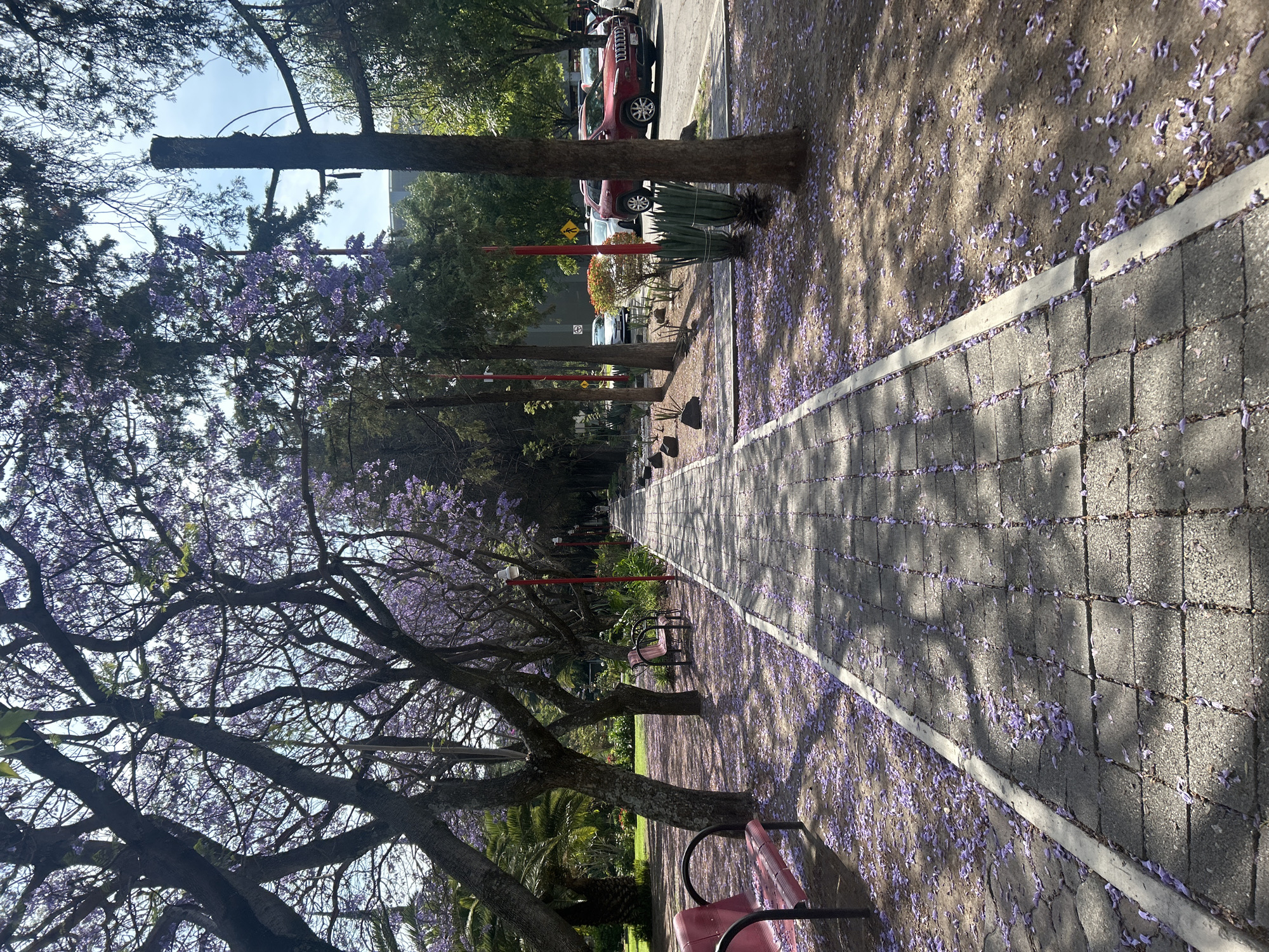 A street lined with flowering Jacaranda trees casts dappled shadows onto a gray brick walkway and the surrounding ground, which is covered with fallen purple blossoms. A red bench sits at the bottom right corner of the frame. Cars are parked in the background, along with green foliage and red poles. The city is Unknown, Unknown.