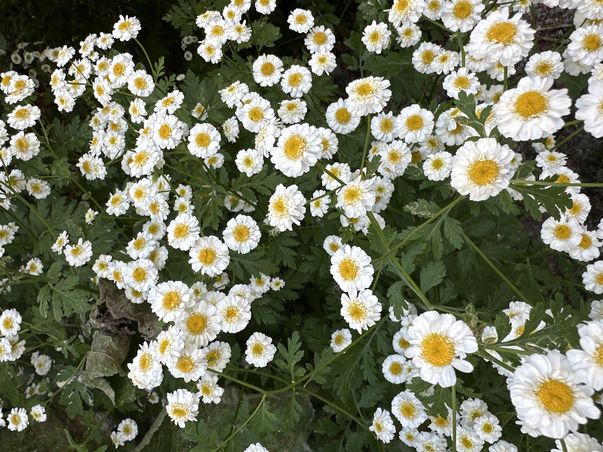A dense, vertical medium shot captures a cluster of white, daisy-like flowers with bright yellow centers. The flowers, some in full bloom and others buds, are interspersed with dark green, fern-like foliage. A few dried, brown leaves are visible amongst the green. The background is dark and indistinct, suggesting a shaded area. The scene appears to be an outdoor environment, possibly a garden or natural growth. There are no people or discernible man-made structures visible. The image is taken at a close-up perspective, focusing on the floral detail. No specific location in the city of Chaikovsky, Russia can be determined from the visual information provided.