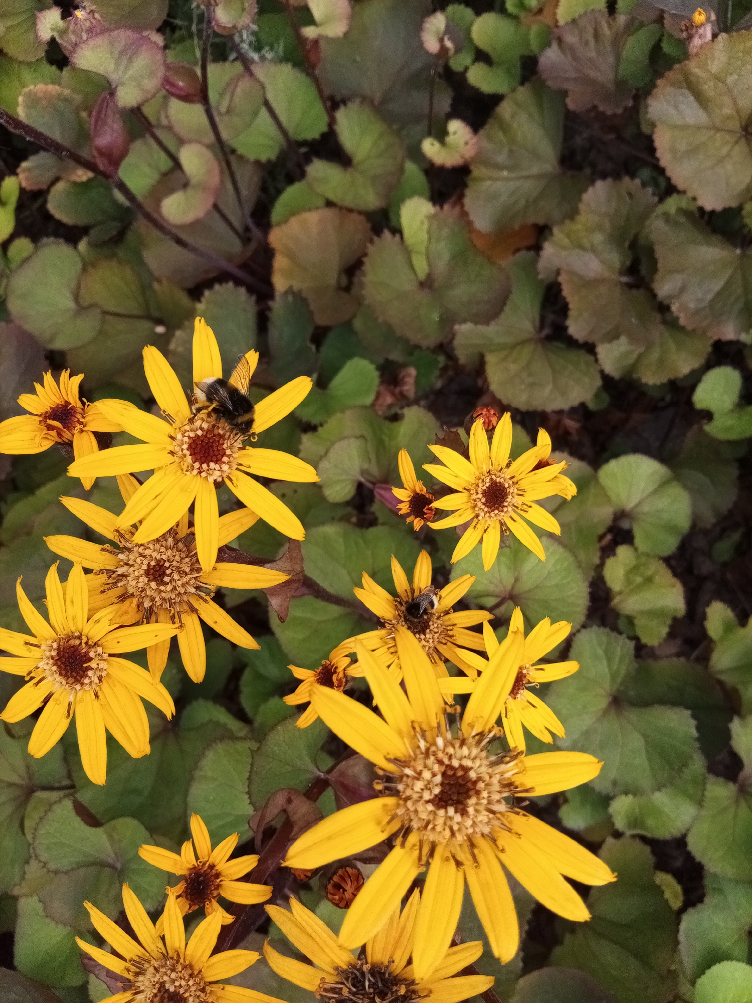 A close-up, overhead shot captures several bright yellow flowers with dark brown centers, some of which are visited by bumblebees. The flowers are set against a background of dark green foliage, with some leaves showing reddish-brown tones. The scene appears to be in a garden or park. There are no indications of the specific location within the city of Kazan, Russia.