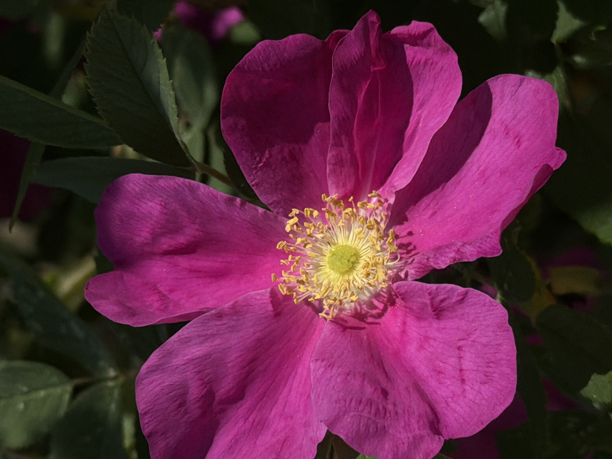 A close-up photograph captures a single, vibrant magenta-pink flower against a dark, out-of-focus green background of leaves. The flower, likely a wild rose or a similar species, dominates the frame, showcasing five broad, soft-textured petals. The petals exhibit subtle variations in shade and visible vein-like patterns, with areas of brighter light contrasting with deeper pink shadows, suggesting natural sunlight illuminating the bloom.
At the center of the flower is a cluster of numerous bright yellow stamens surrounding a light green pistil, which is sharply in focus. The stamens are laden with pollen, appearing delicate and intricate. Some petals overlap, creating depth and a sense of natural arrangement.
The background consists of dark green leaves and foliage, which are softly blurred, providing a gentle contrast that makes the vivid flower stand out. The leaves have serrated edges, visible in the sharper portions of the background. There is no specific activity taking place, as the image is a static portrayal of a botanical subject. The bright illumination on the flower suggests it was captured during the daytime. No text is visible in the image.