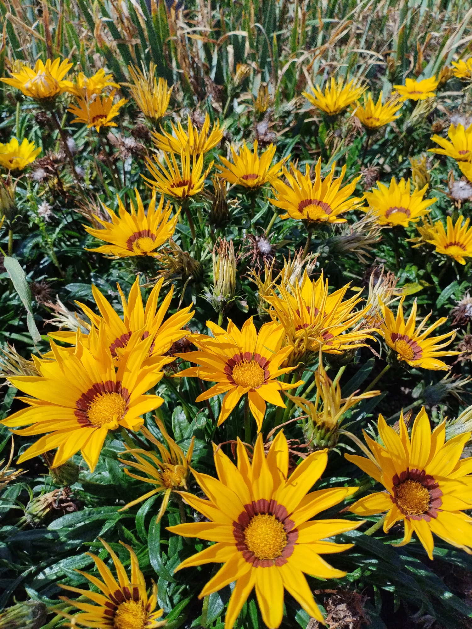 The image displays a close-up, overhead view of a cluster of bright yellow Gazania flowers in full bloom. The flowers have prominent dark maroon centers and numerous ray florets. The foreground is dominated by several large, fully opened Gazania blossoms, with their petals spread wide. Behind these, a multitude of smaller, partially opened, or fading flowers are visible, creating a dense, floral carpet. The leaves are a deep green, appearing somewhat glossy and elongated. In the background, taller, dried grass-like stalks are present, adding a textured backdrop to the scene. The lighting suggests a sunny day, casting subtle shadows. There are no people or animals visible in the image. The image was taken outdoors, likely in a garden or a natural setting, in the city of Bialynichy, Belarus.