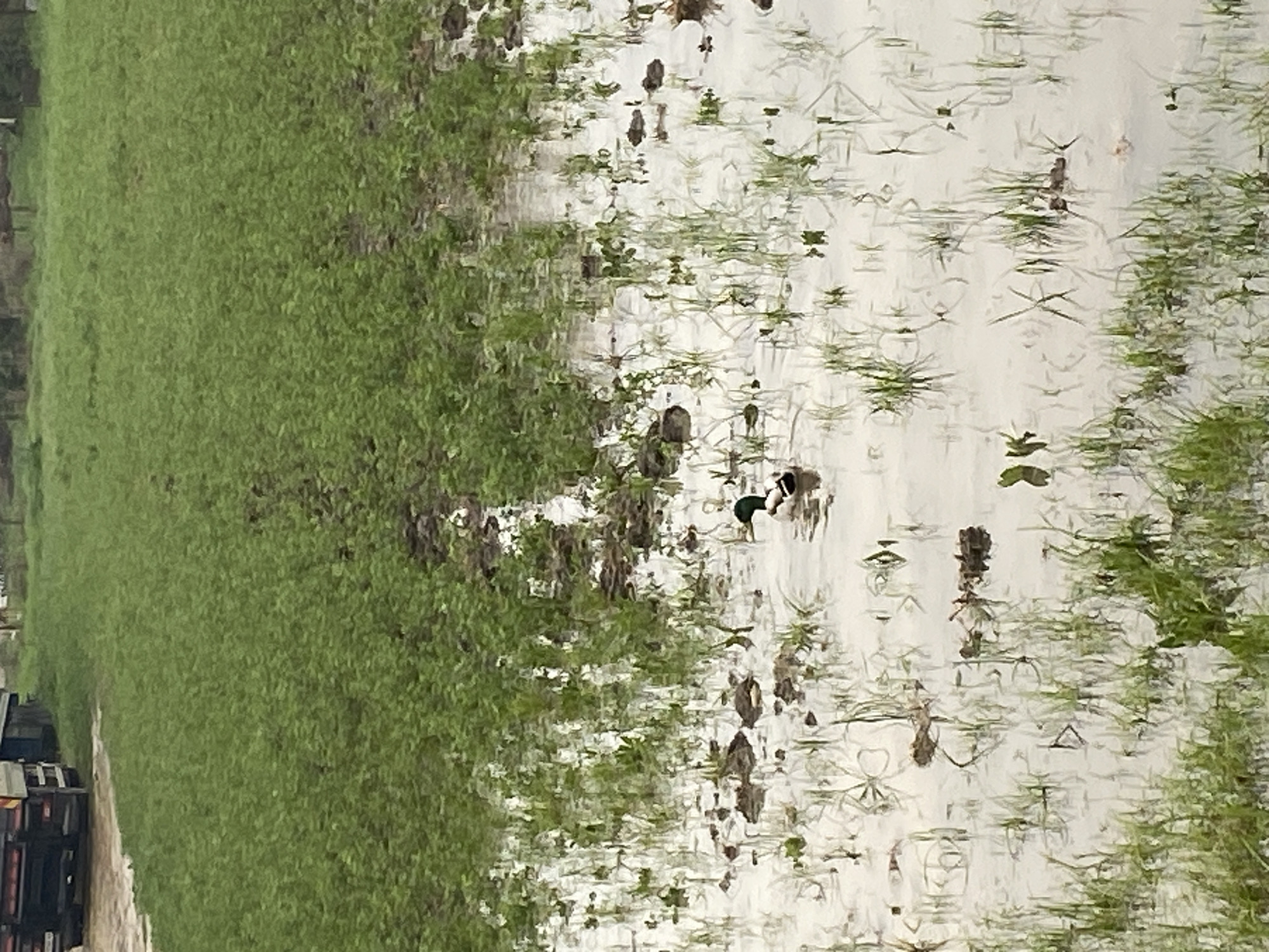 The image shows a flooded grassy area, possibly a field, with standing water reflecting the sky. Two ducks are visible swimming in the water. The location is likely Palilula Urban Municipality, Serbia. A green field covers the left-hand side. In the bottom left, what seems to be a dark lorry is visible.