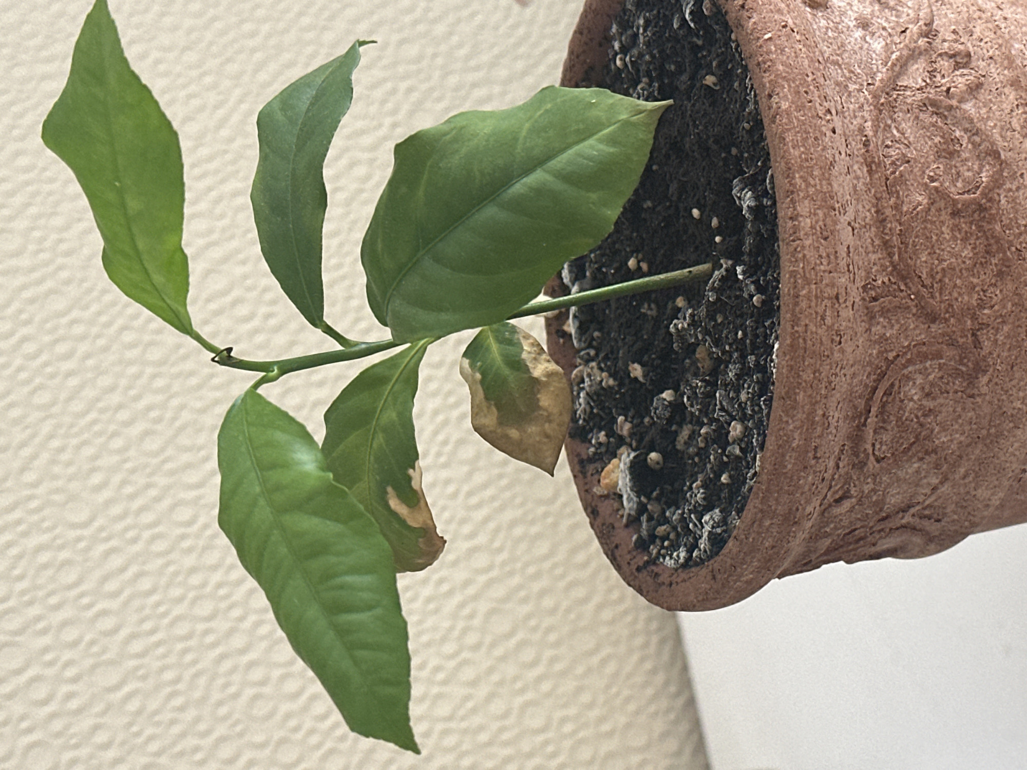 A small, leafy plant, possibly a citrus seedling, is potted in a terra cotta container. The plant has several green leaves, some of which show brown, dried patches, indicating potential distress. The pot is filled with dark soil, with small pebbles and white mineral deposits visible on the surface. The background is a textured, pale yellow wall. The scene is indoors, likely on a white surface. There are no people or animals present. The location is specified as Nevinnomyssk, Russia.