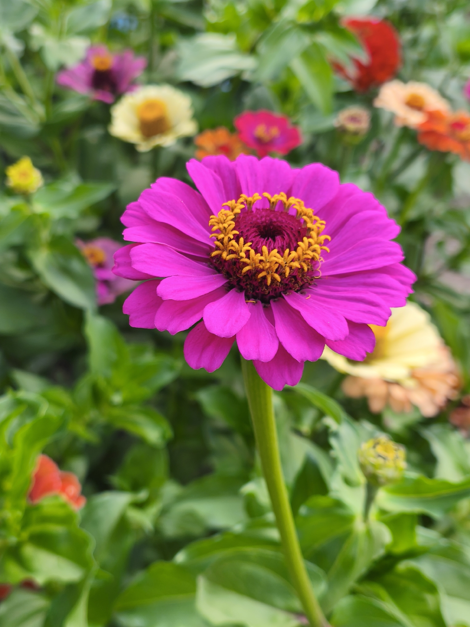 This is a close-up, vertical shot of a vibrant pink zinnia flower in full bloom. The zinnia is the primary subject, its large, multi-layered petals a rich magenta, radiating outwards from a central disk. The center of the flower is a deep burgundy, dotted with bright yellow stamens. The flower is captured in sharp focus, while the background is softly blurred, creating a bokeh effect.
Behind the main zinnia, several other zinnias in various colors – including yellow, orange, and darker pink – are visible, adding depth and texture to the scene. Lush green foliage surrounds the flowers, with some leaves appearing slightly out of focus. The lighting suggests it's daytime, likely sunny, as the colors are bright and there are no harsh shadows. The scene is outdoors, appearing to be a garden or a flower bed, possibly in Slobozia-Chișcăreni, Moldova, given the location context. There are no people or text visible in the image. The overall mood is one of natural beauty and summer vibrancy. A small, green flower bud is also visible in the lower right corner, suggesting ongoing growth and bloom.