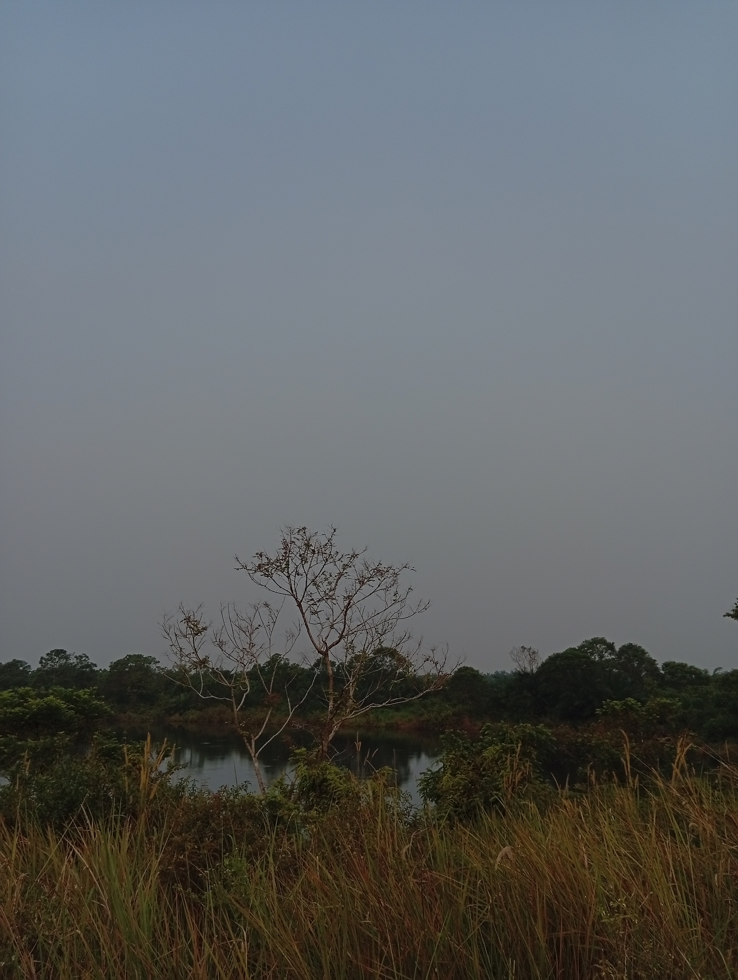 The image depicts a serene natural landscape at dusk, featuring a still body of water surrounded by dense vegetation. In the foreground, tall dry grasses sway gently, their hues ranging from golden yellow to brown. Behind the grasses, a cluster of trees and bushes forms a lush green backdrop. A lone, leafless tree stands prominently near the center of the frame, its skeletal branches reaching towards the pale, overcast sky. The water's surface reflects the muted tones of the sky and surrounding foliage. The overall atmosphere is calm and tranquil, suggesting a natural habitat untouched by urban development. While the image is identified as being in Kualu, Indonesia, no specific landmarks or indications of the city are visible; the scene appears to be in a rural or wilderness area. There are no people or animals present in the image.