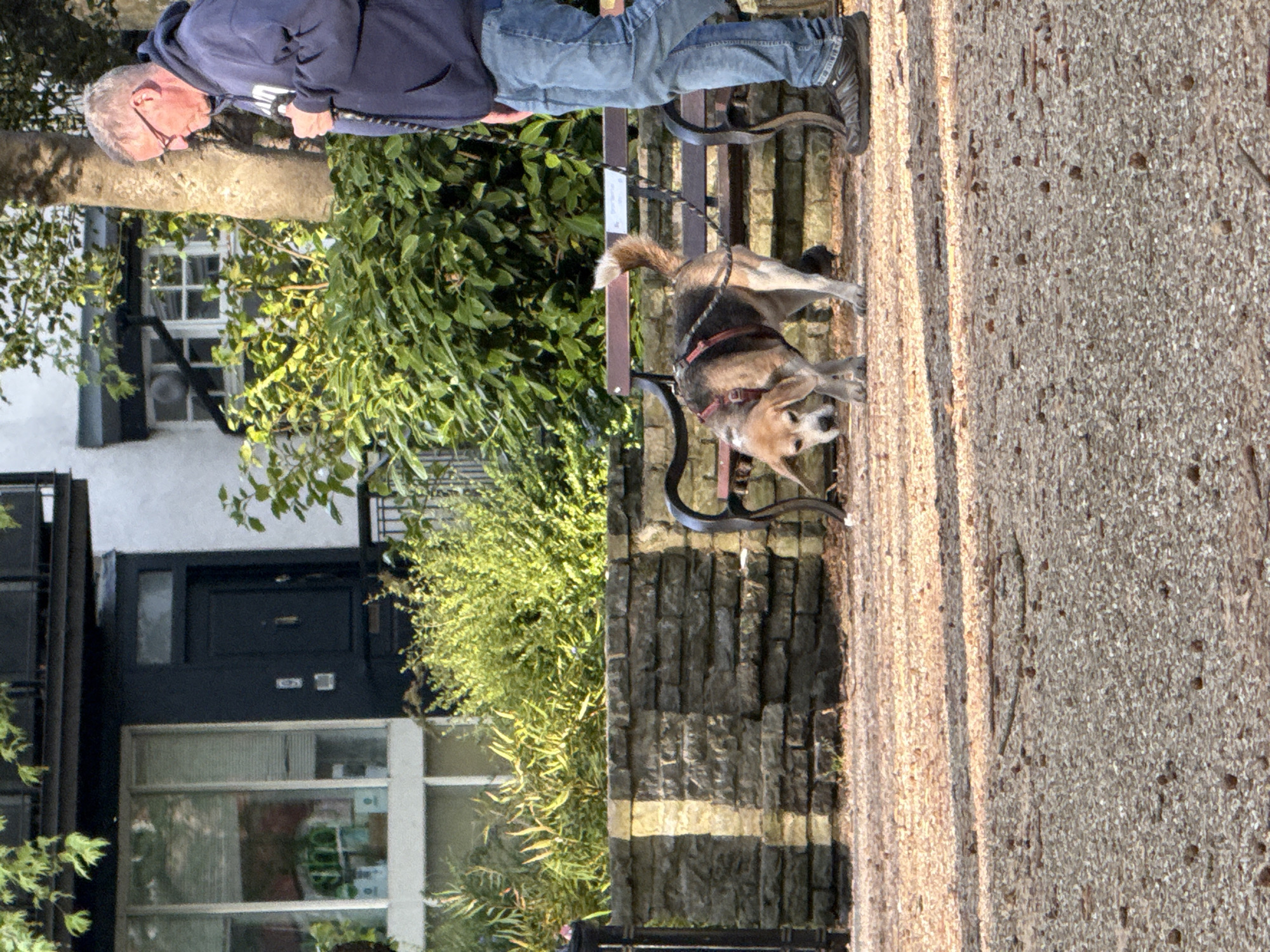 A horizontal, medium-shot photograph captures a man and a dog in an urban setting in the city of London, United Kingdom. The man, dressed in a dark blue hooded sweatshirt and jeans, stands to the left of a park bench. He is partially visible from the waist up. An older man with gray hair is wearing glasses. A brown and white dog, wearing a red harness and leash, is partially lying on the ground in front of the bench, angled towards the camera. The leash connects the dog to the man. The bench is black metal and wood, with a stone base. The ground is paved with light-colored stones. Behind the bench, there is a brick wall. Green bushes and trees are visible behind the wall and to the left of the bench. A white building with windows is partially visible on the far left. The scene is well-lit, with the sun casting shadows on the ground.
