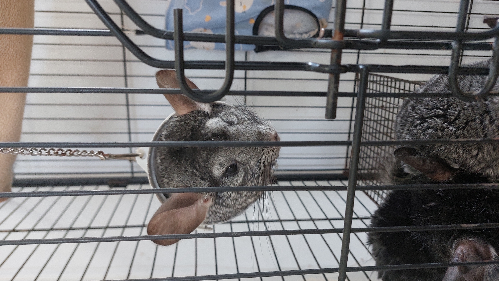 A chinchilla is peeking its head out of a white circular food dispenser hanging by a chain inside a black wire cage. Its face is grey with black fur accents, large dark eyes, and long whiskers. Behind it, another chinchilla, mostly black with some grey fur, is curled up and partially visible. The cage is indoors, with a light-colored wall in the background.