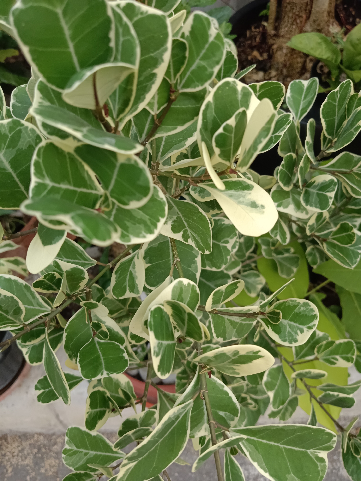 The image shows a close-up of a variegated plant with oval-shaped leaves that are green with creamy white edges. The leaves are arranged on slender, brown stems. The plant appears to be healthy and well-maintained, with many new leaves visible. The background is blurred, suggesting the plant is outdoors. The location of Jayamukti, Indonesia is not visible in the image.