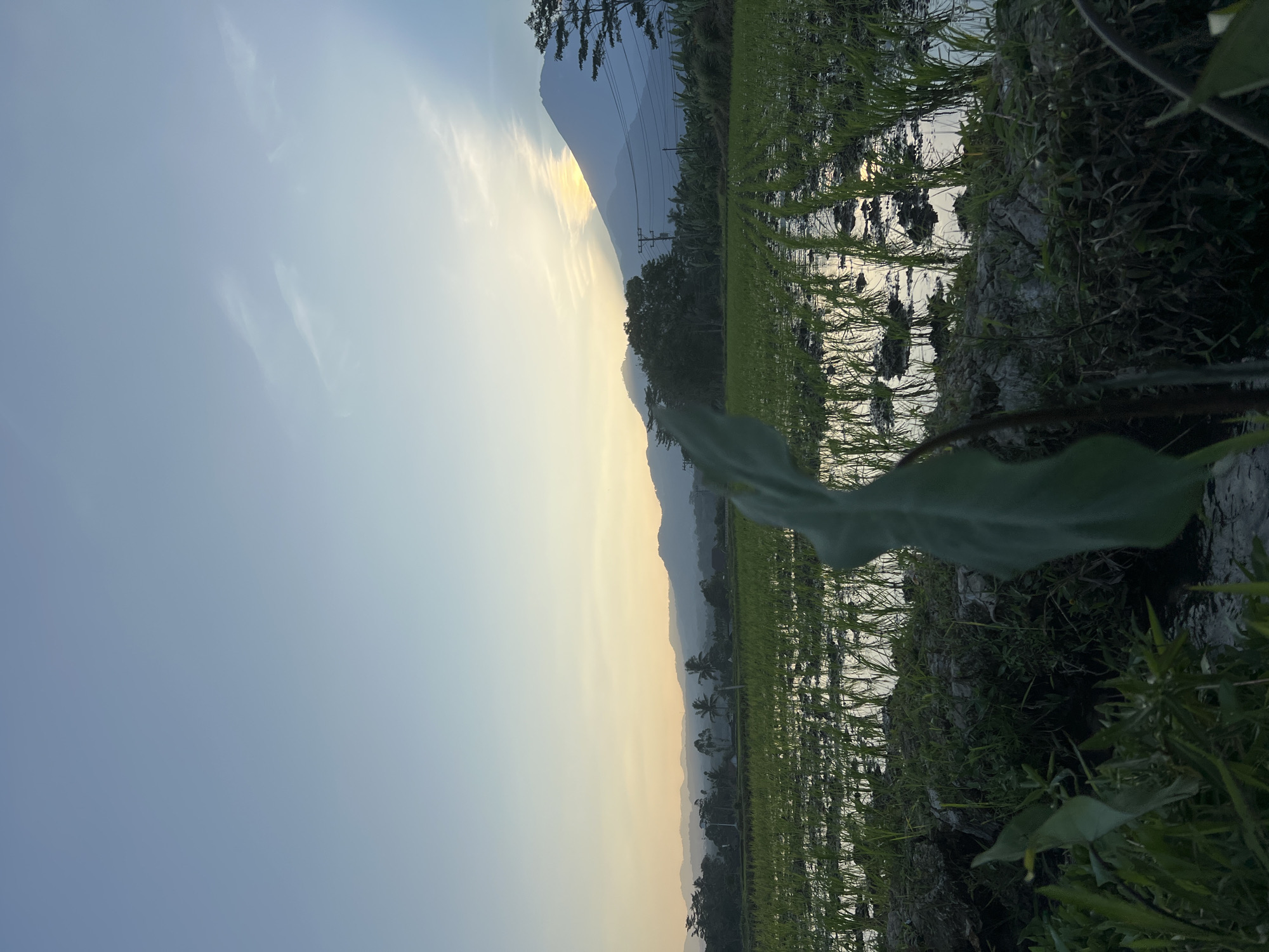 This is a vertical, eye-level, outdoor shot of a rice paddy field at dusk in Kalijoso, Indonesia. In the foreground, on the bottom right, is a large, out-of-focus green leaf. The middle ground shows rows of young green rice shoots planted in muddy water. The water reflects the sky and the surrounding scenery. Beyond the rice fields, there are trees and a mountain range. The sky is a gradient of light blue to pale yellow, with a few wispy clouds. The sun is setting behind the mountains, casting a warm glow on the scene. The overall mood is serene and peaceful.