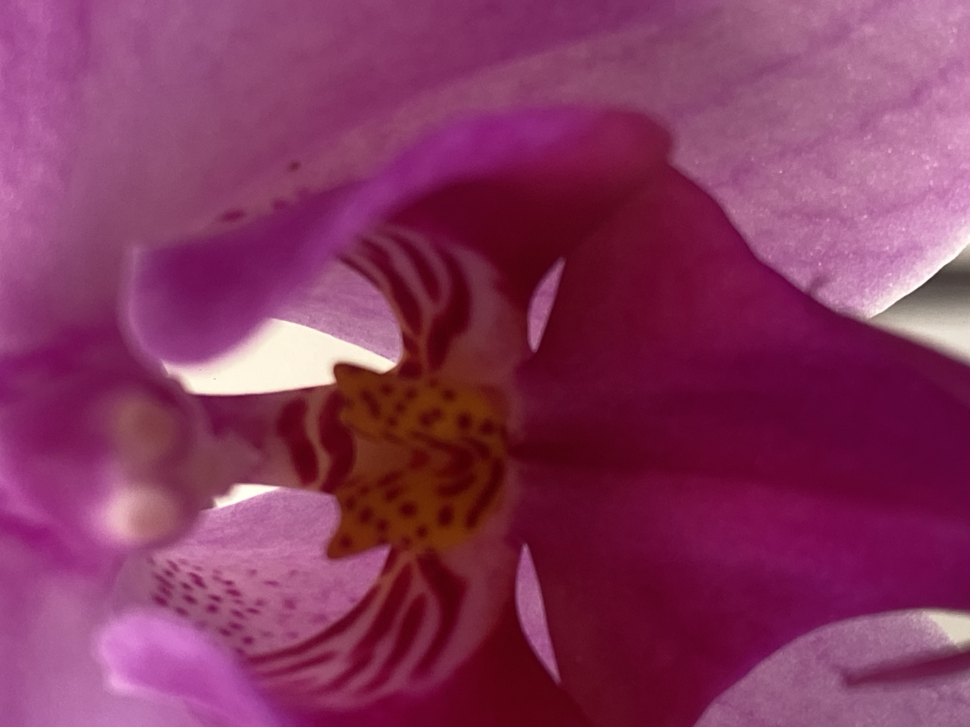 A close-up, macro shot captures the intricate heart of a vibrant purple and magenta orchid flower. The image is dominated by the rich, deep hues of the petals, which transition from a lighter, almost translucent lavender on the outer edges to a more intense, saturated magenta towards the center.
The central structure of the orchid, known as the labellum or lip, is a focal point, displaying a complex pattern of yellow-orange with prominent red-brown speckles and stripes. These patterns are asymmetrical, adding to the organic beauty of the flower. Delicate white and light pink areas are visible where petals overlap or fold, creating depth and contrast.
The texture of the petals appears soft and somewhat velvety, with subtle veins visible upon closer inspection, particularly in the cropped sections. The lighting is soft and even, illuminating the delicate details without harsh shadows, suggesting an indoor setting or diffused natural light. A shallow depth of field keeps the central, patterned part of the flower in sharp focus, while the surrounding petals gently blur, emphasizing the subject's delicate structure. No activities are taking place, and no text is visible within the image. The image evokes a sense of natural beauty and intricate design.