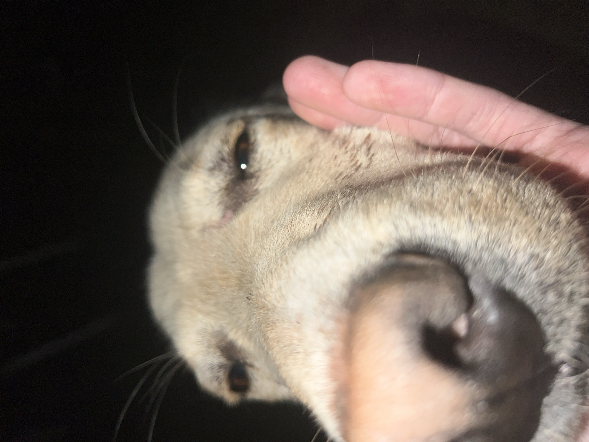 The image shows a close-up of a dog's face. A human hand is touching the dog's head. The dog has light-colored fur, whiskers, and visible teeth. The background is dark and indistinct. Location is Unknown, Unknown.