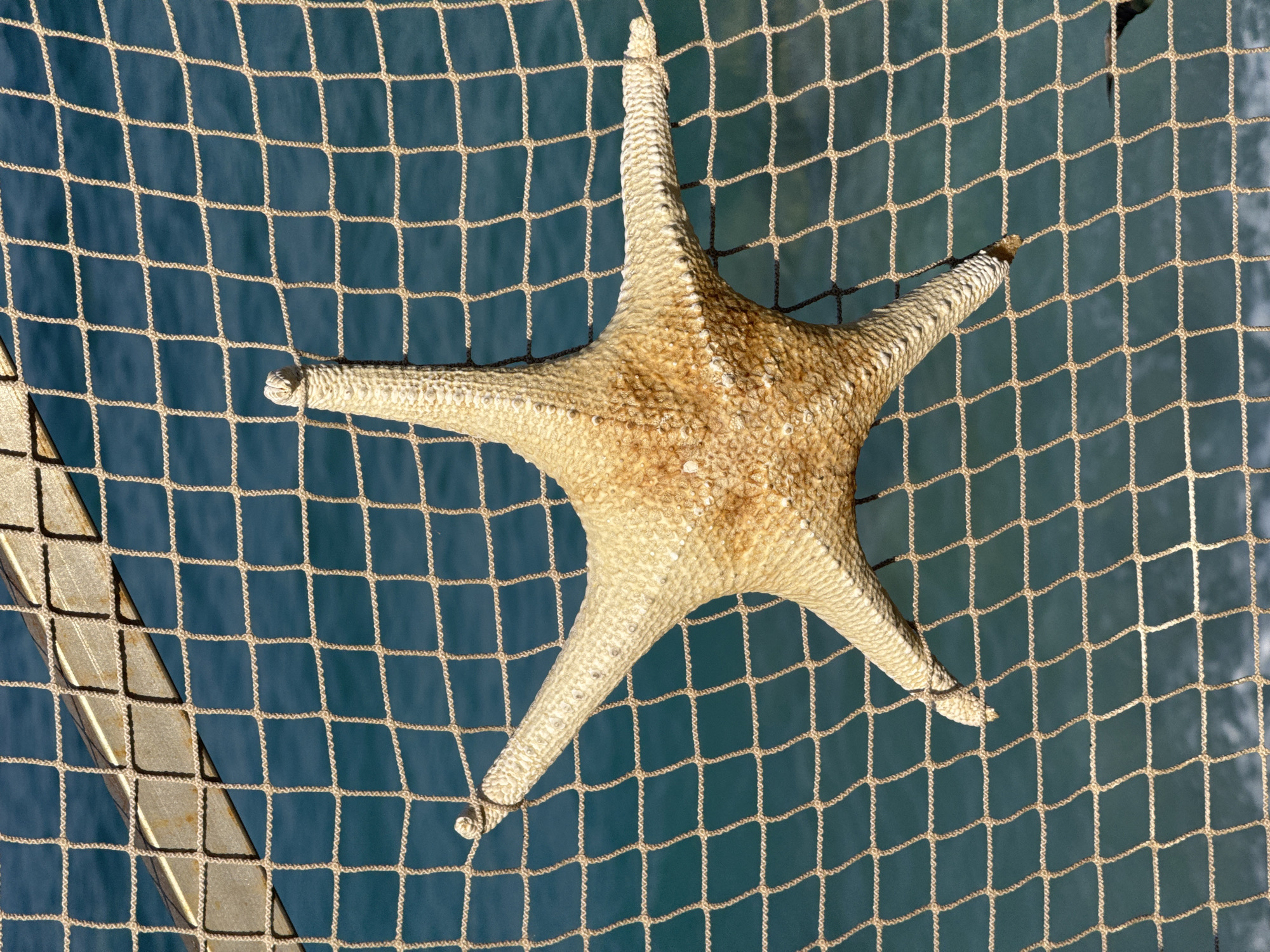 A light brown, five-pointed starfish is attached to a tan fishing net, which is strung across a metallic railing. The starfish is positioned in the center of the frame, with its arms extended outwards. The net creates a grid pattern with a bright turquoise body of water visible behind it. The water appears to be the sea, with small waves subtly visible. The scene is bathed in sunlight, casting a faint shadow on the net from the railing. The image was taken in Fethiye, Turkey, likely near the coast or a harbor area.