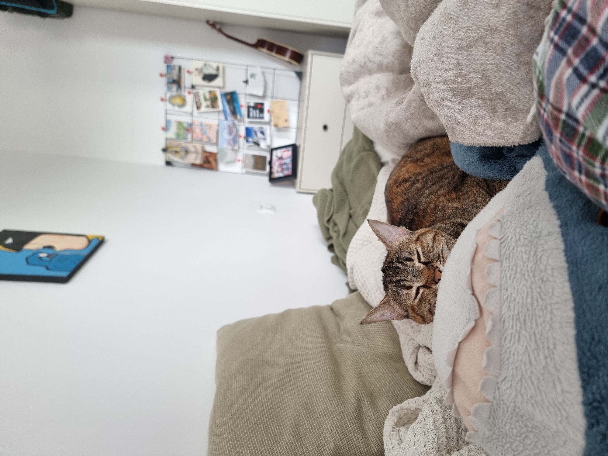 A close-up, indoor shot, possibly in an apartment in Ramat Gan, Israel (inferred from the metadata), depicts a tabby cat sleeping among pillows and blankets. The cat’s head is visible, nestled between a light-colored waffle-weave blanket and a blue and white plush pillow. The bedding appears to be a mix of textures and colors, including grey, green, and plaid. The background includes a white wall with a collage of images displayed on a wire grid, a ukulele hanging above a white cabinet. A framed piece of artwork, possibly depicting a character or scene, is visible on the wall.