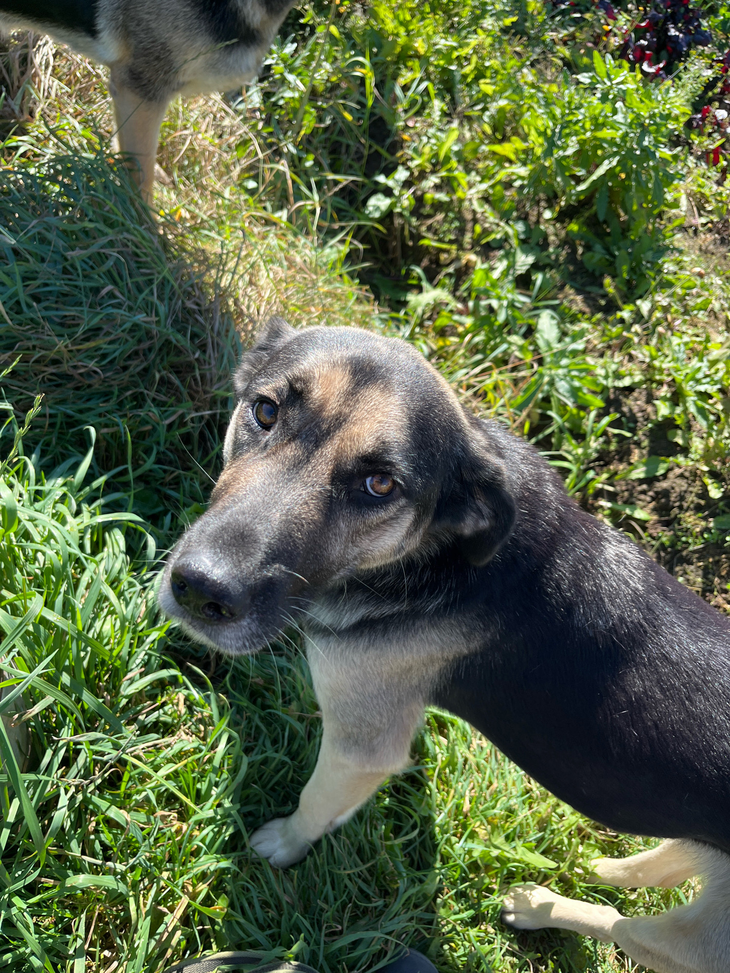 An overhead close-up shot shows a medium-sized dog with black, tan, and gray fur. The dog is looking up and to the left with brown eyes and has a wet black nose. Its ears are partially folded. The dog is situated in a grassy area with some green plants and patches of dirt visible in the background. The image does not contain any explicit geographic markers to determine its location in Nizhny Tagil, Russia.