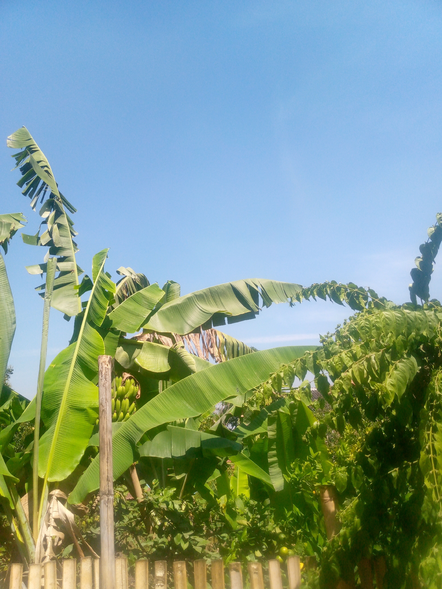 The image depicts a lush tropical scene, likely in the city of Giriasih, Indonesia. A cluster of green bananas hangs from a banana tree, surrounded by its large, broad leaves. The foreground features a light brown bamboo fence, partially obscured by dense green foliage. Beyond the fence, various trees and plants create a vibrant, verdant backdrop against a clear, bright blue sky. The overall impression is one of abundant natural growth and a serene outdoor environment.